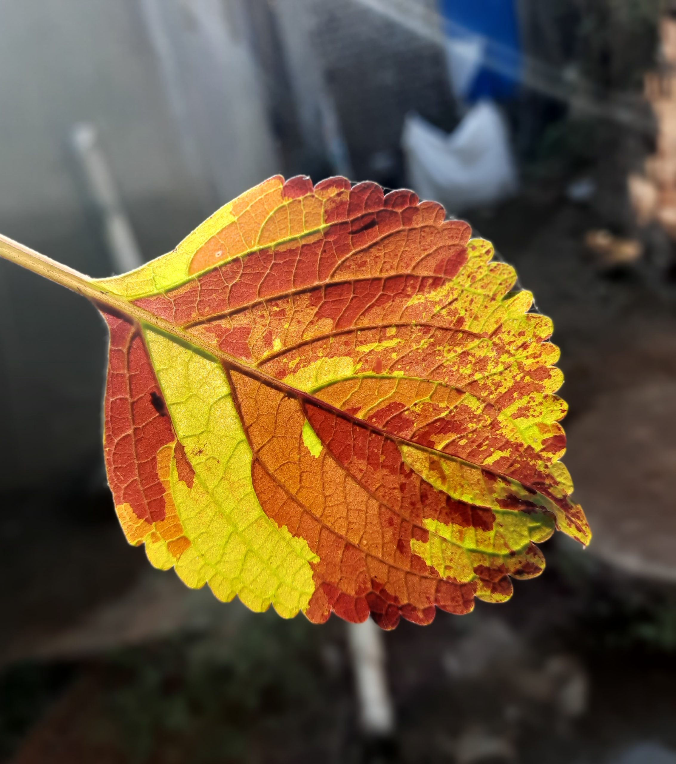 Leaf