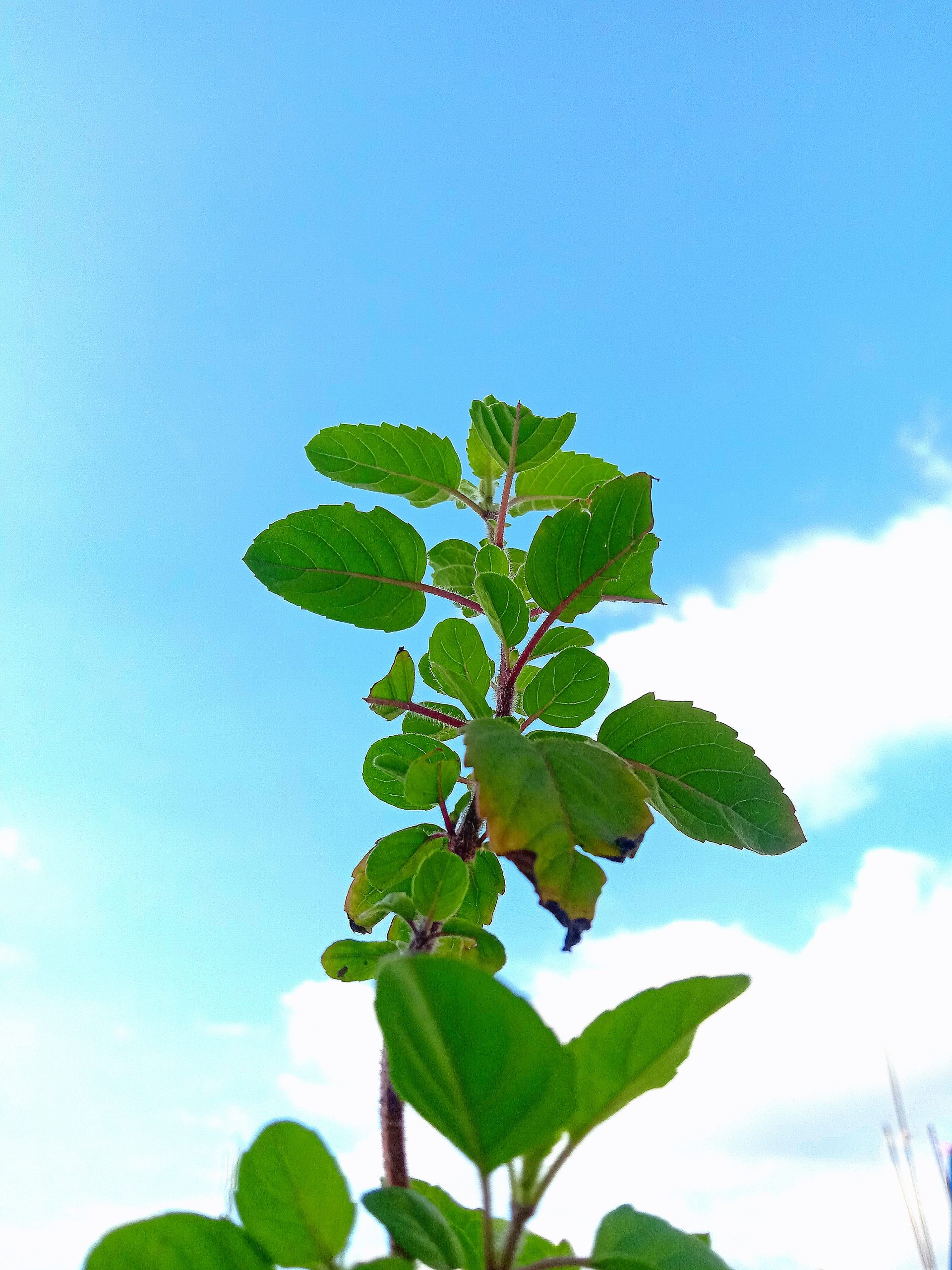 leaves on a plant