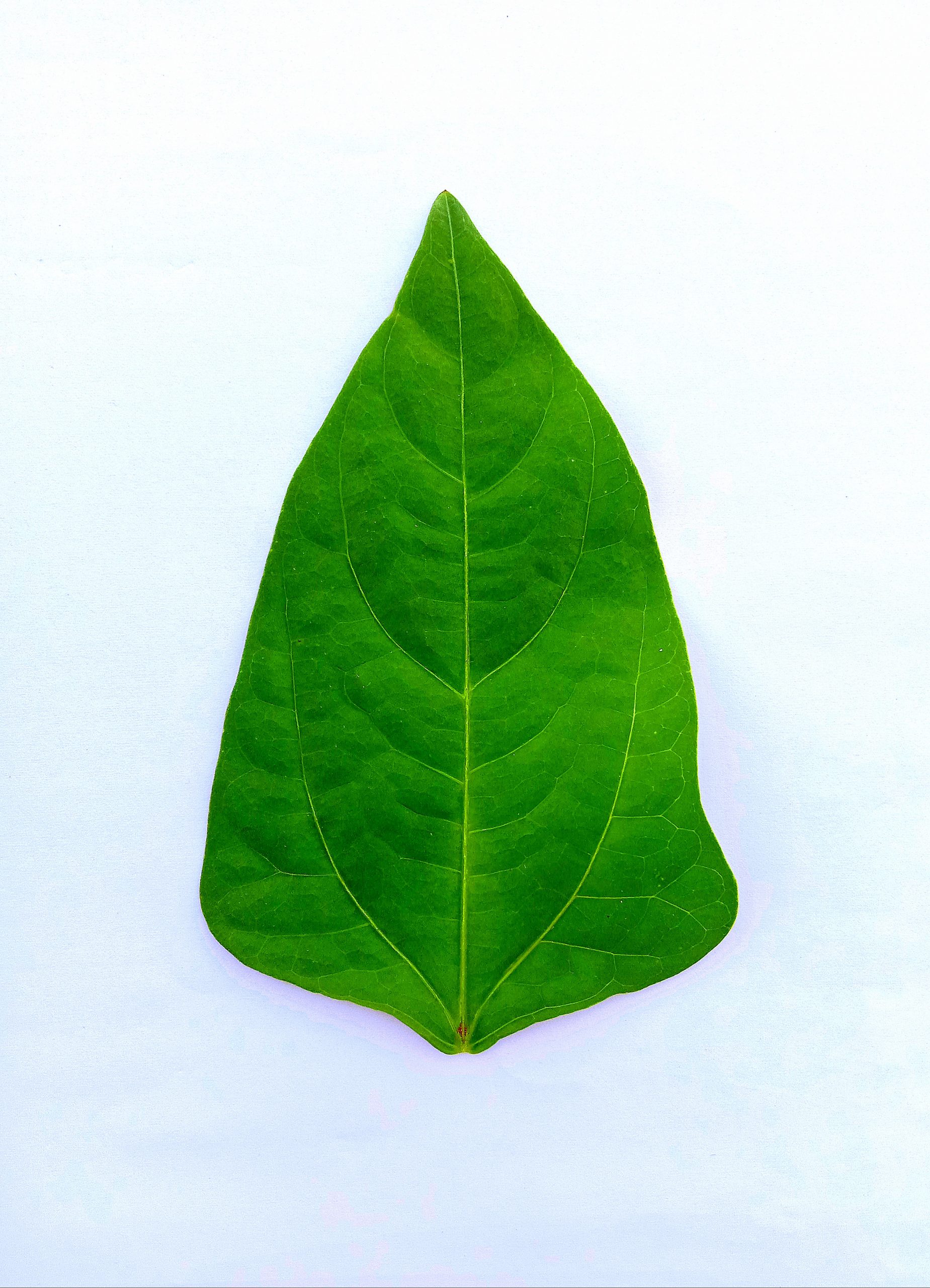 Leaf