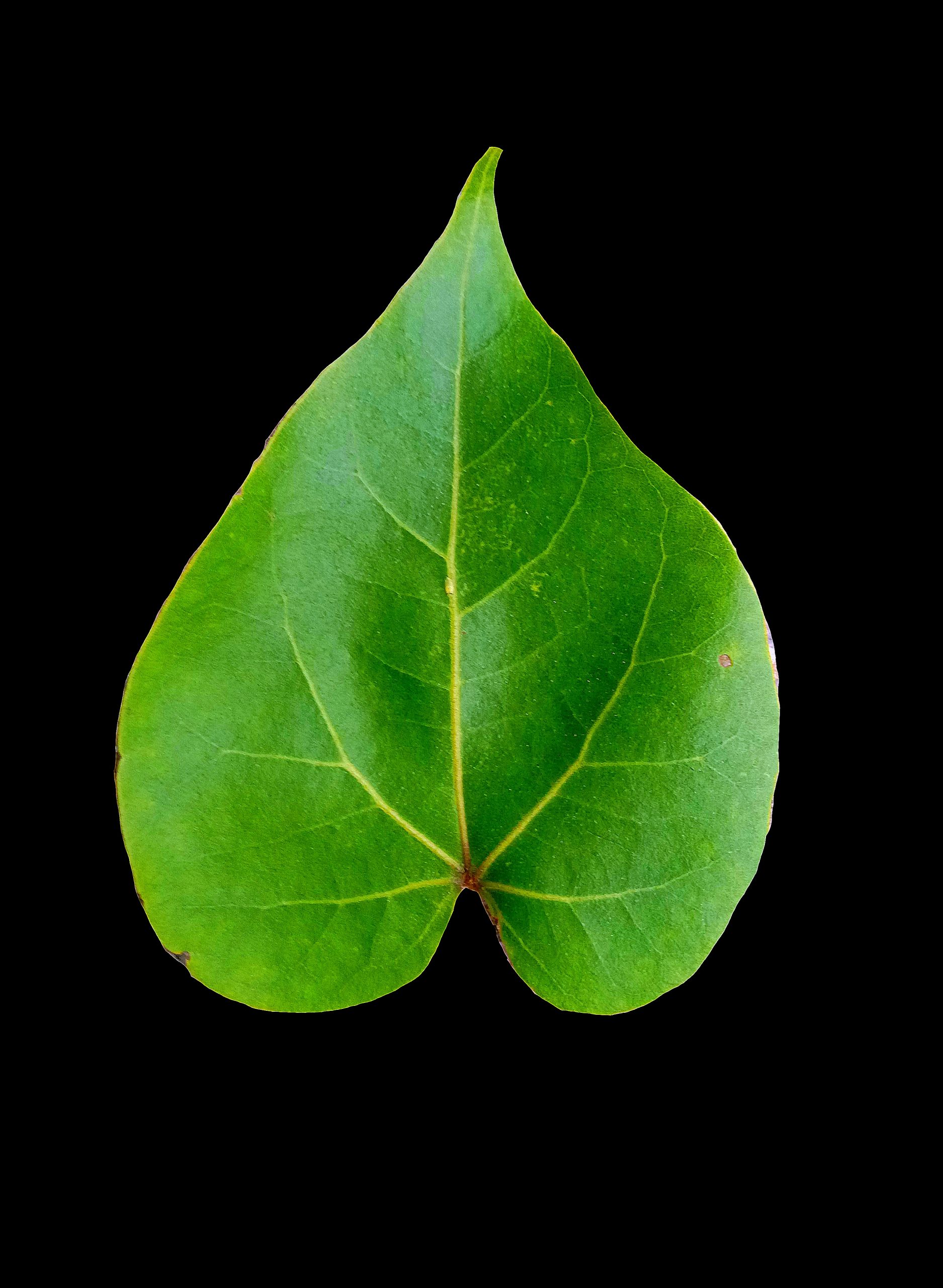 A green leaf