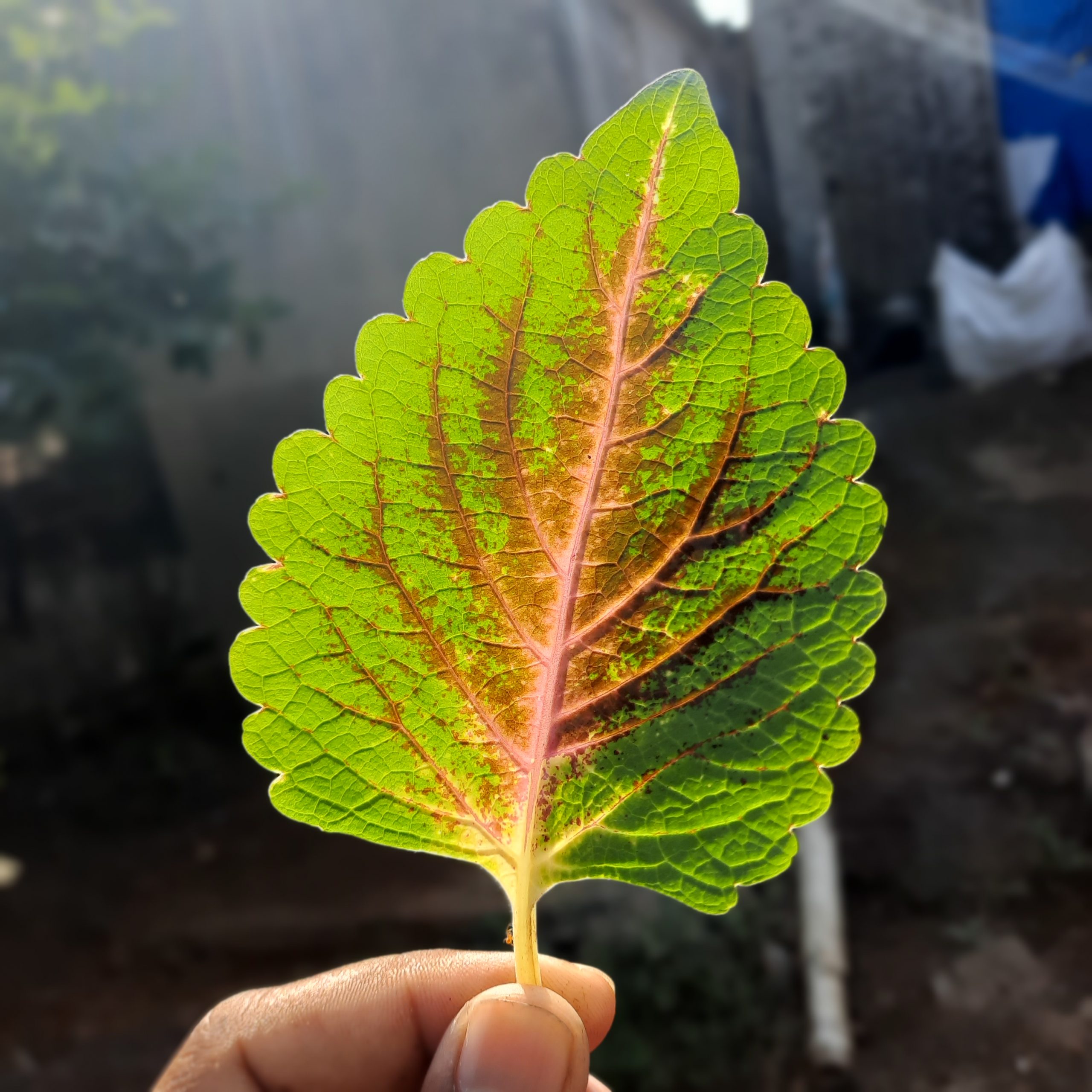 Leaf