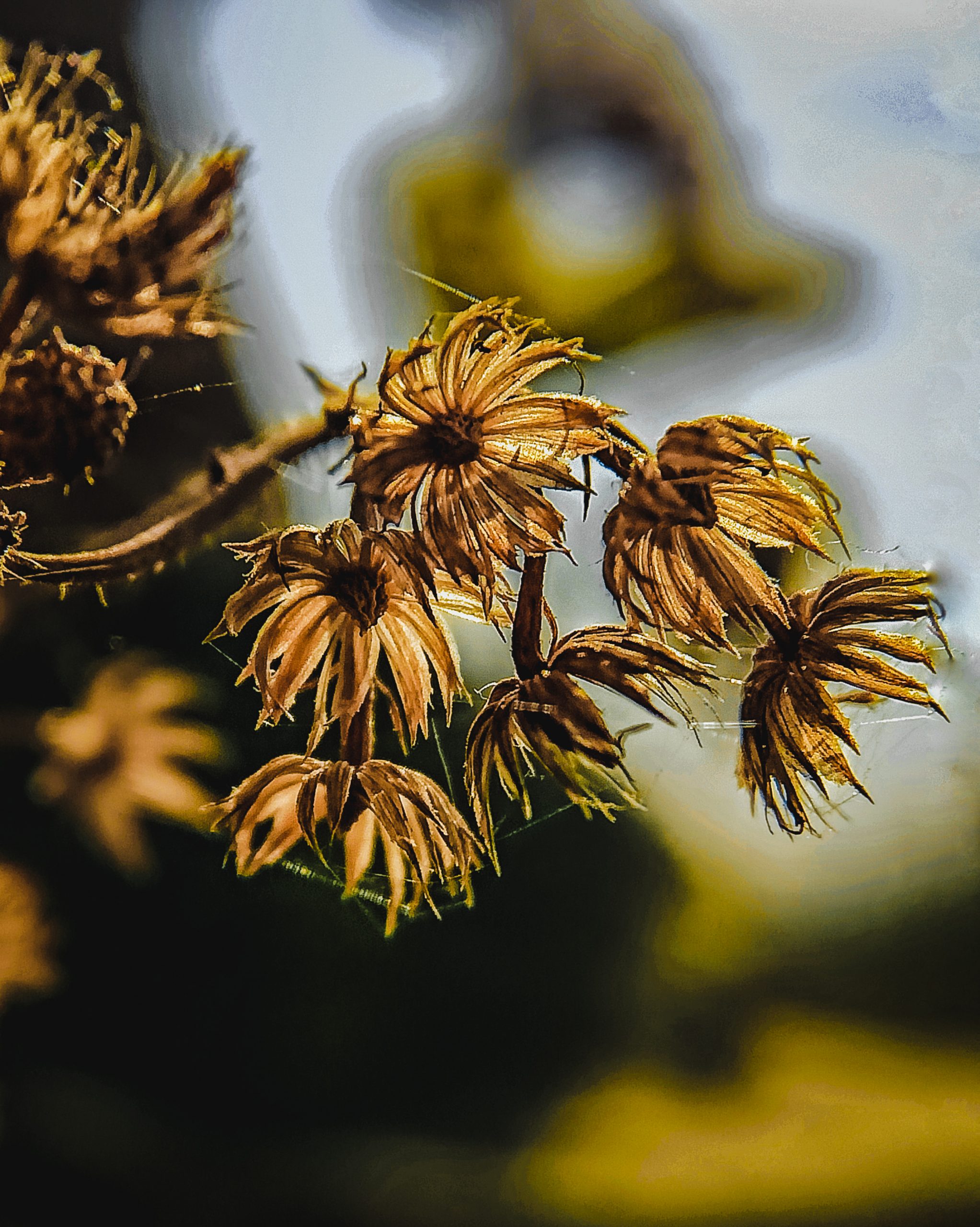 Leaves of a plant