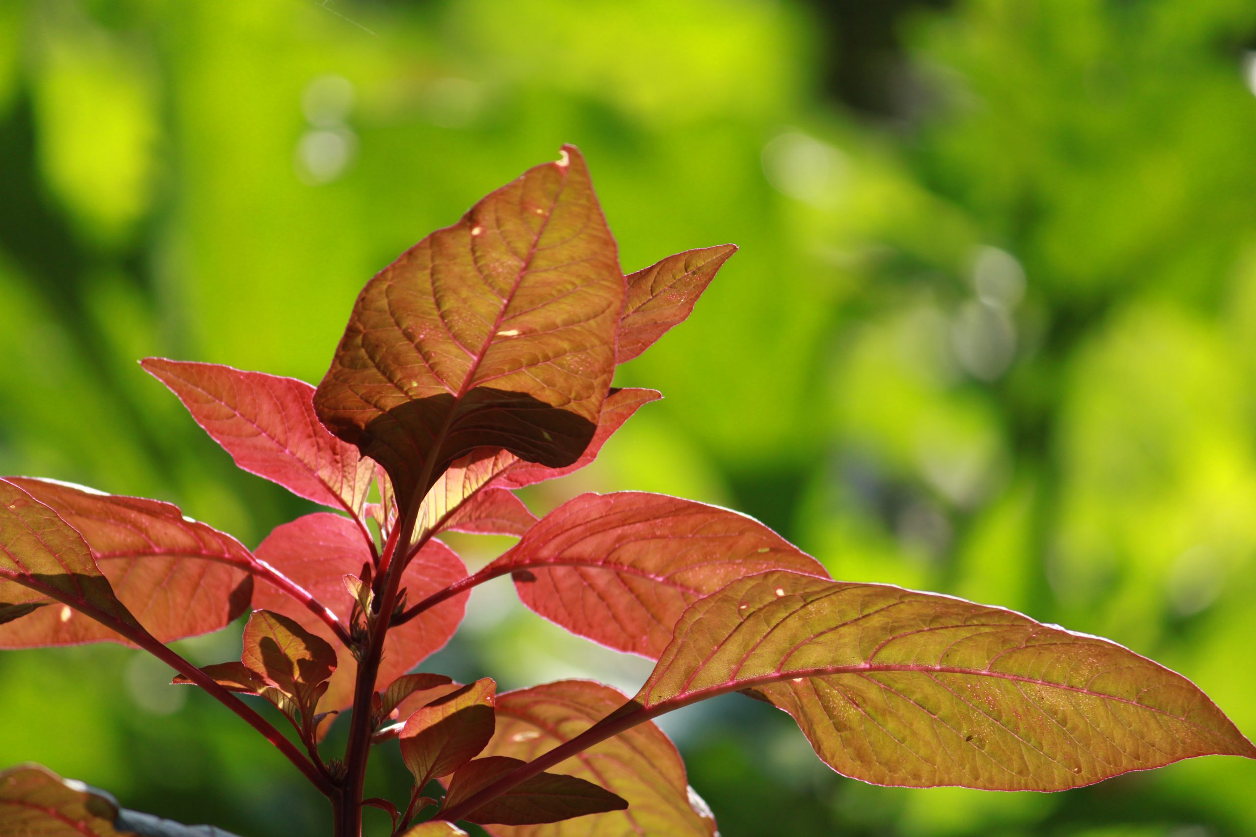 Leaves of a plant