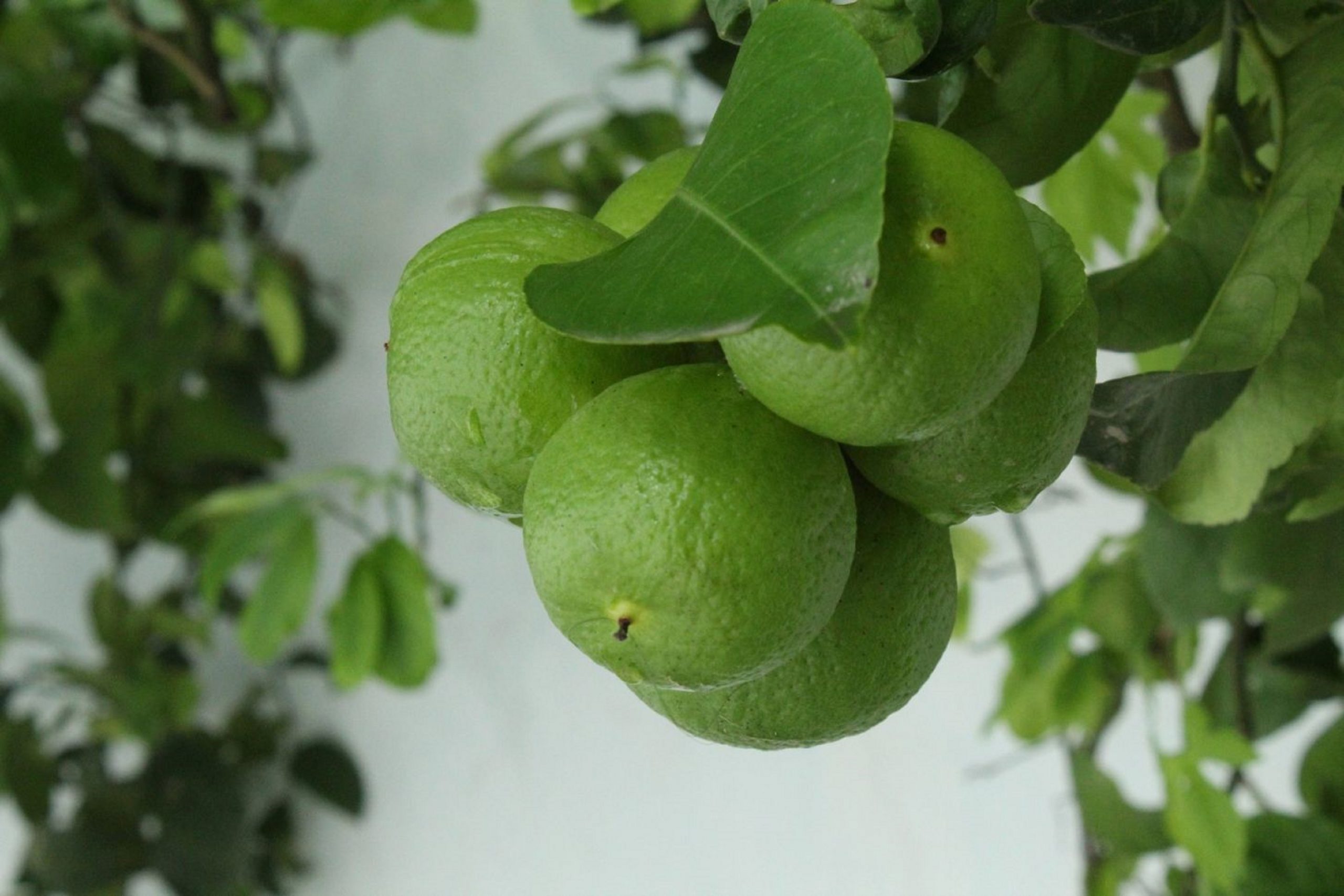 Lemon fruit tree