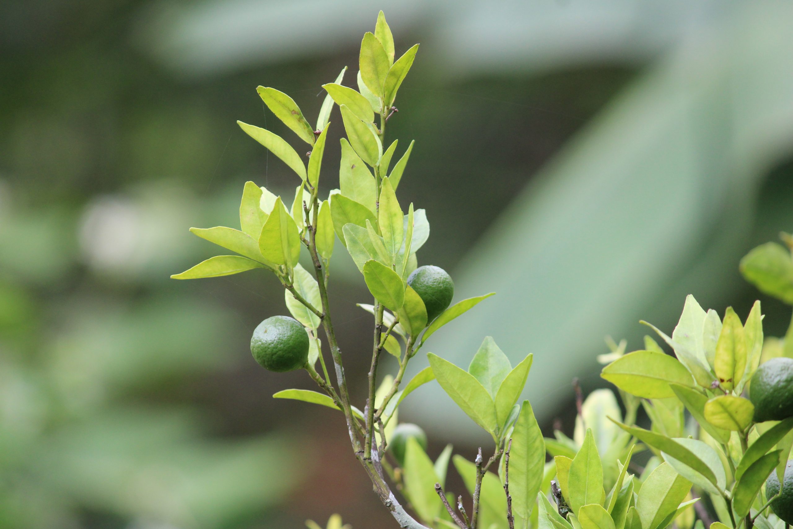 Lemons on its tree