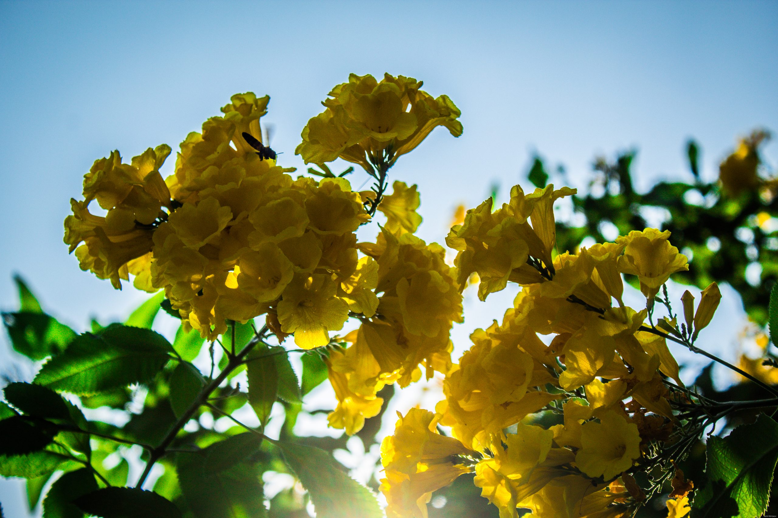 Flowering plant