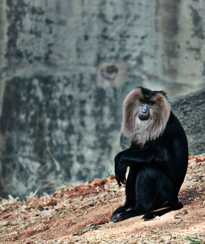 Lion tailed Macaque PixaHive