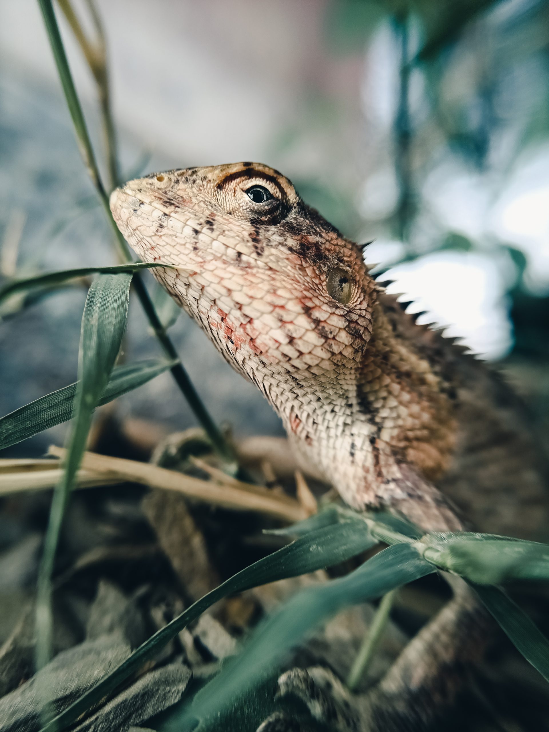 close up of a lizard