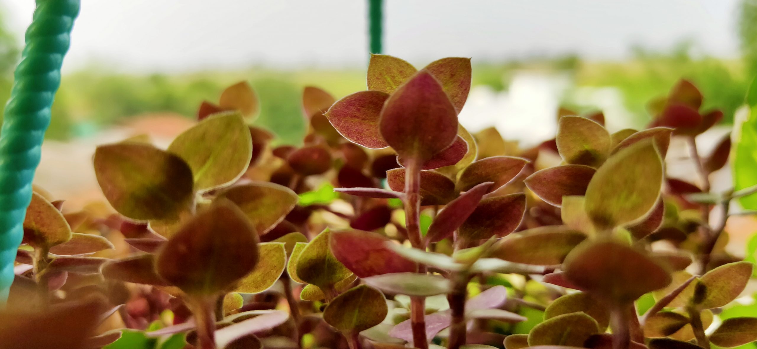 Leaves and plants