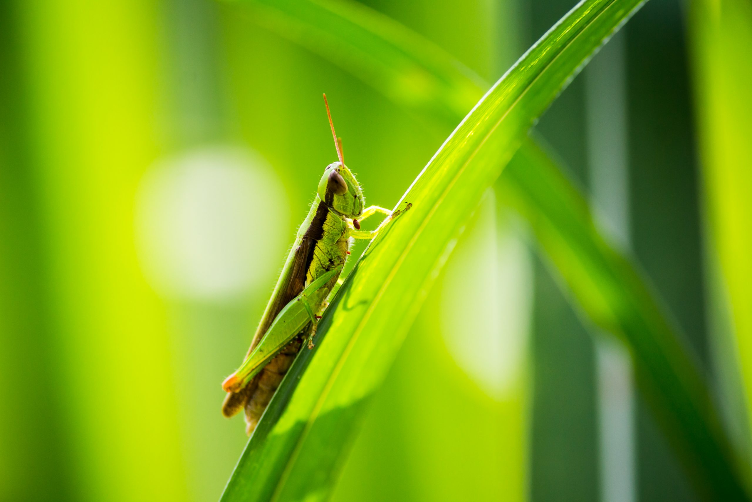 Grasshopper on leaf