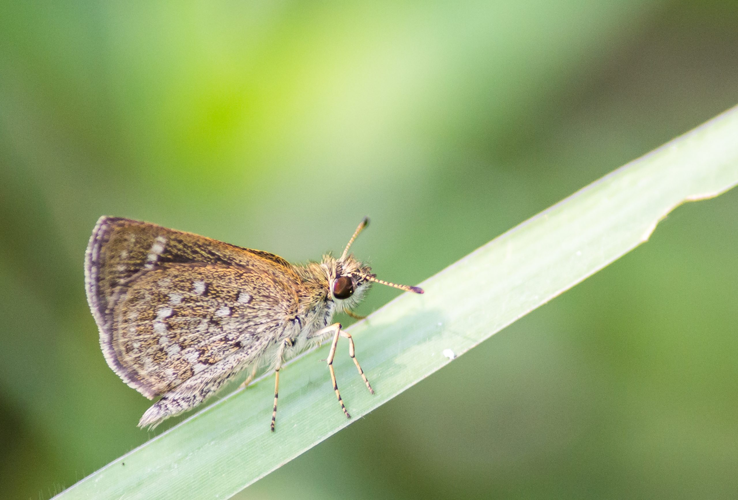 A butterfly on a leaf