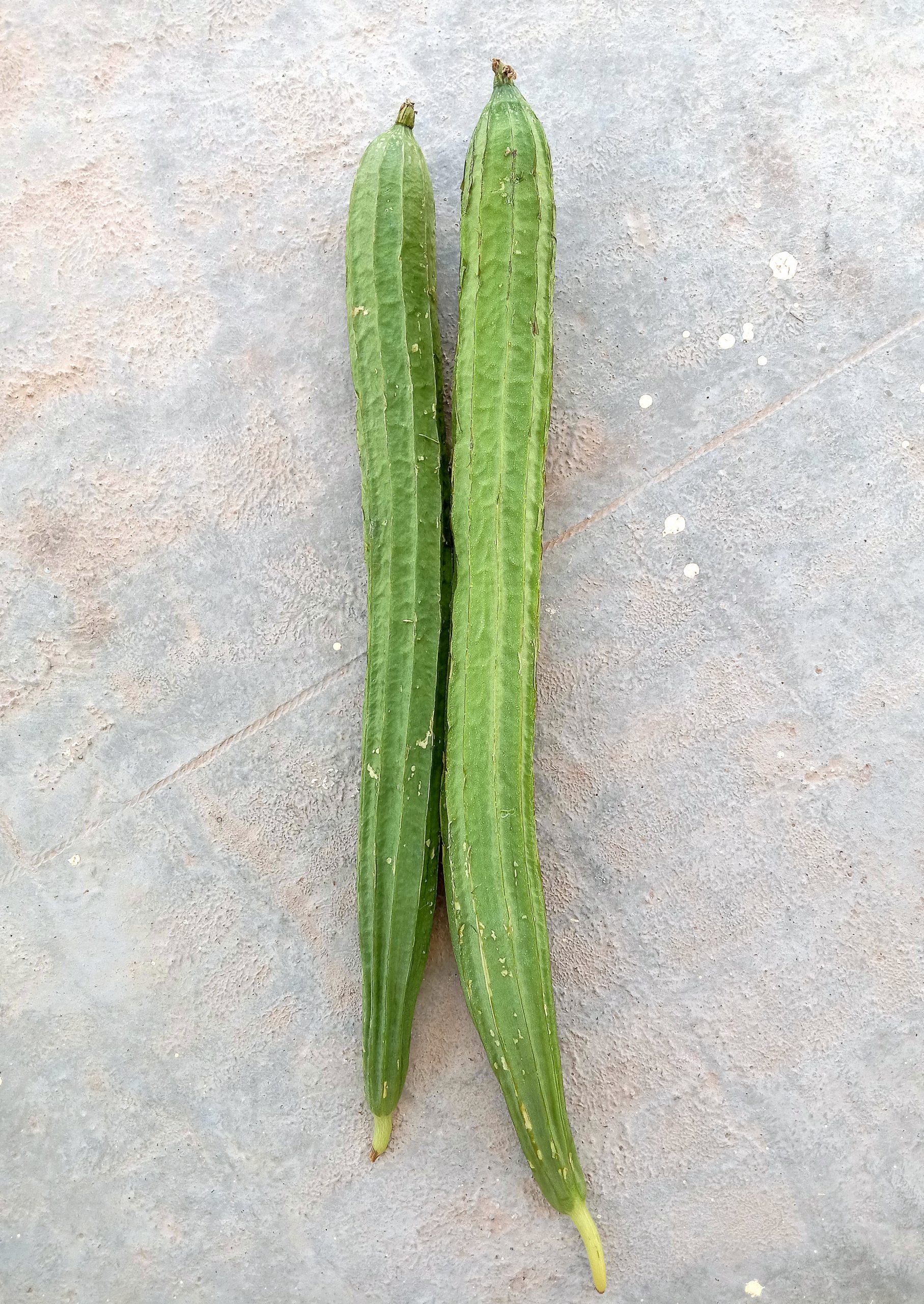 Luffa acutangula