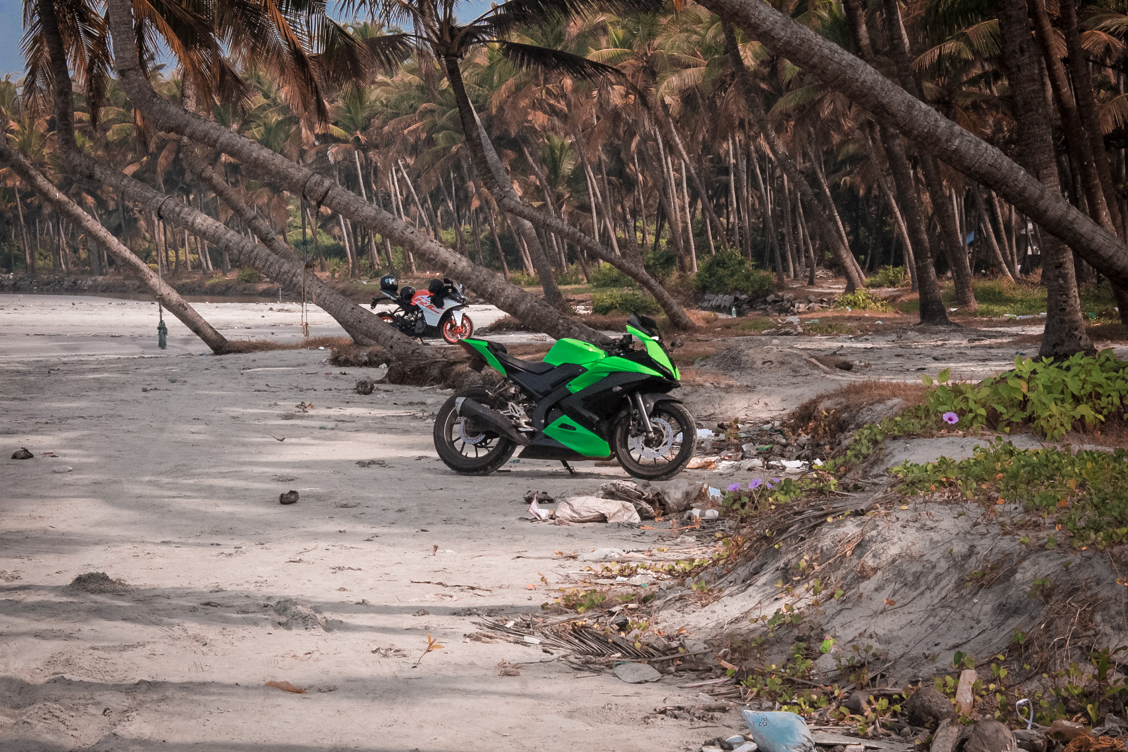Motorbikes in coconut trees