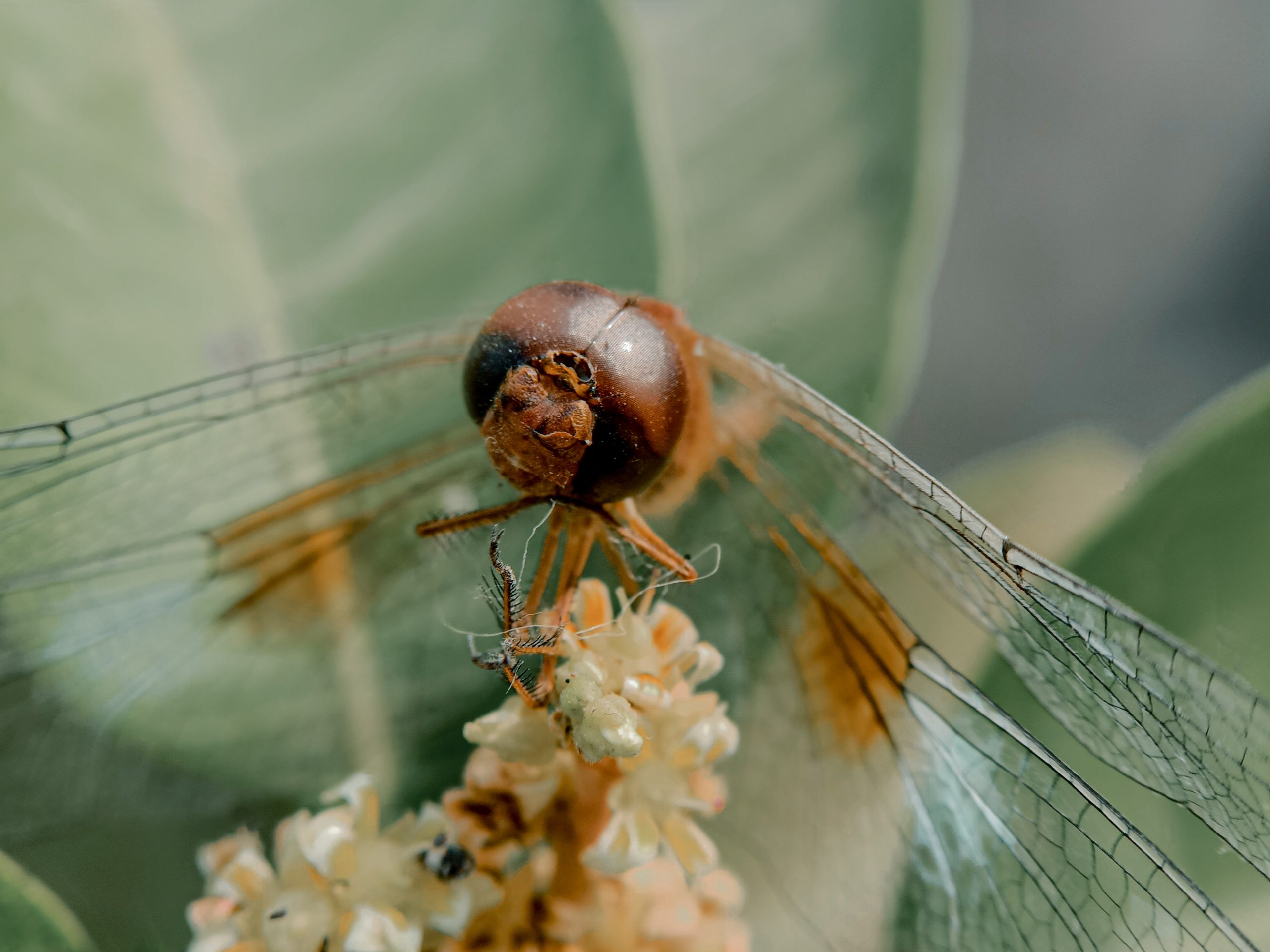 closeup of dragonfly