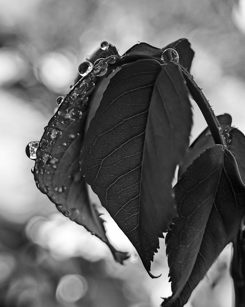 Macro photography PixaHive