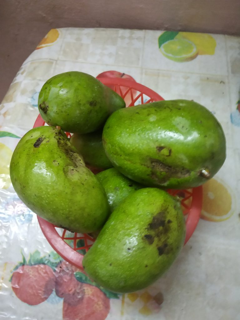 Mangoes of Salem, Tamilnadu. PixaHive