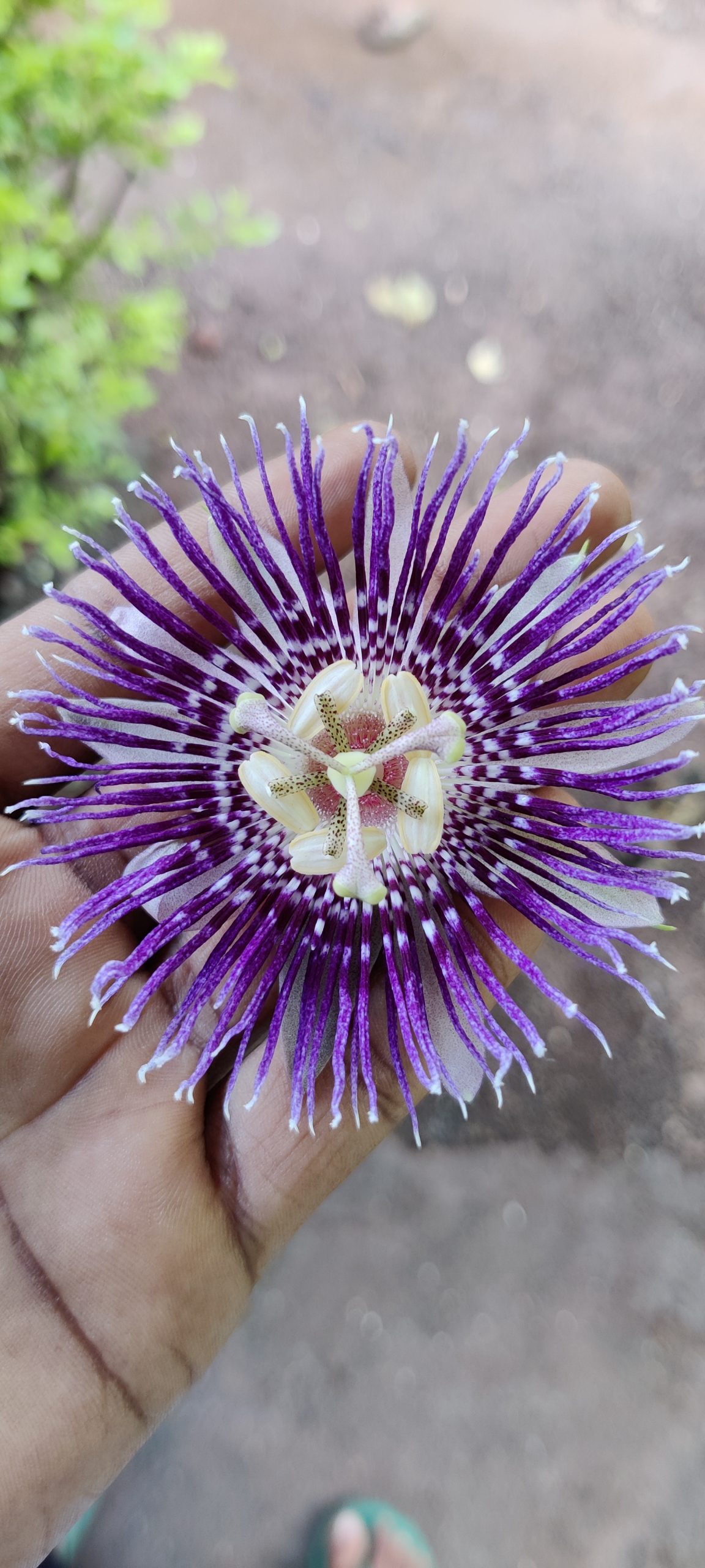 Maracuja Flower Close-up