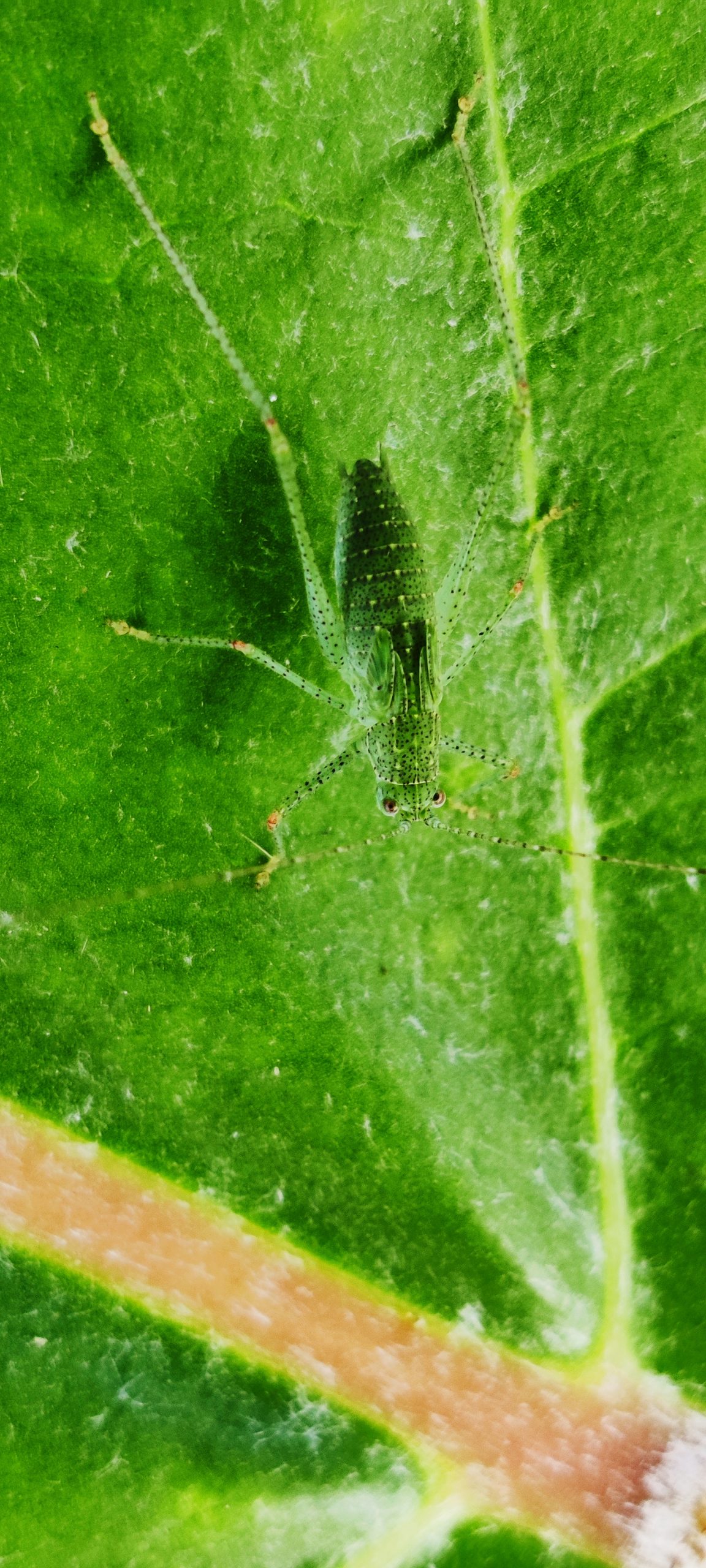 close-up of an insect