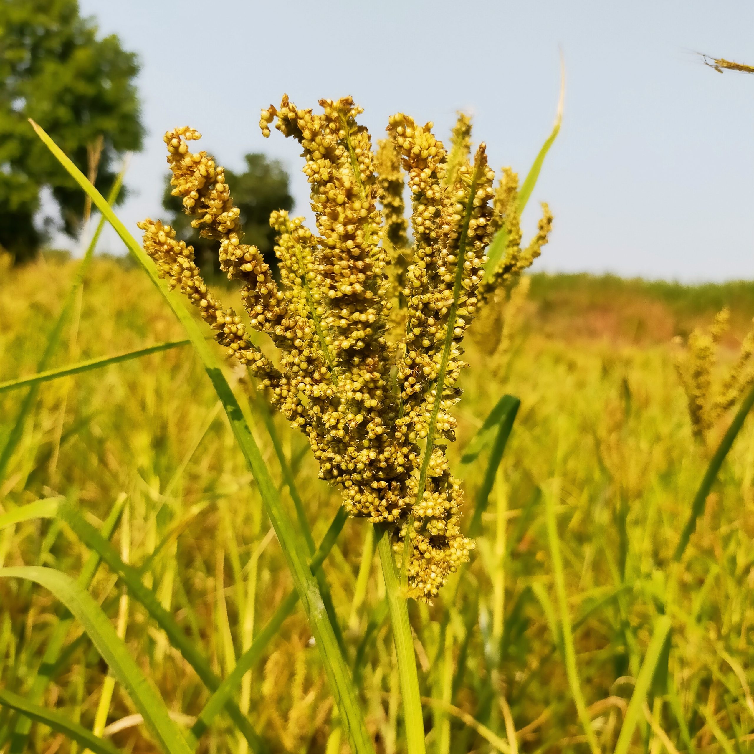 Millet plant and seeds