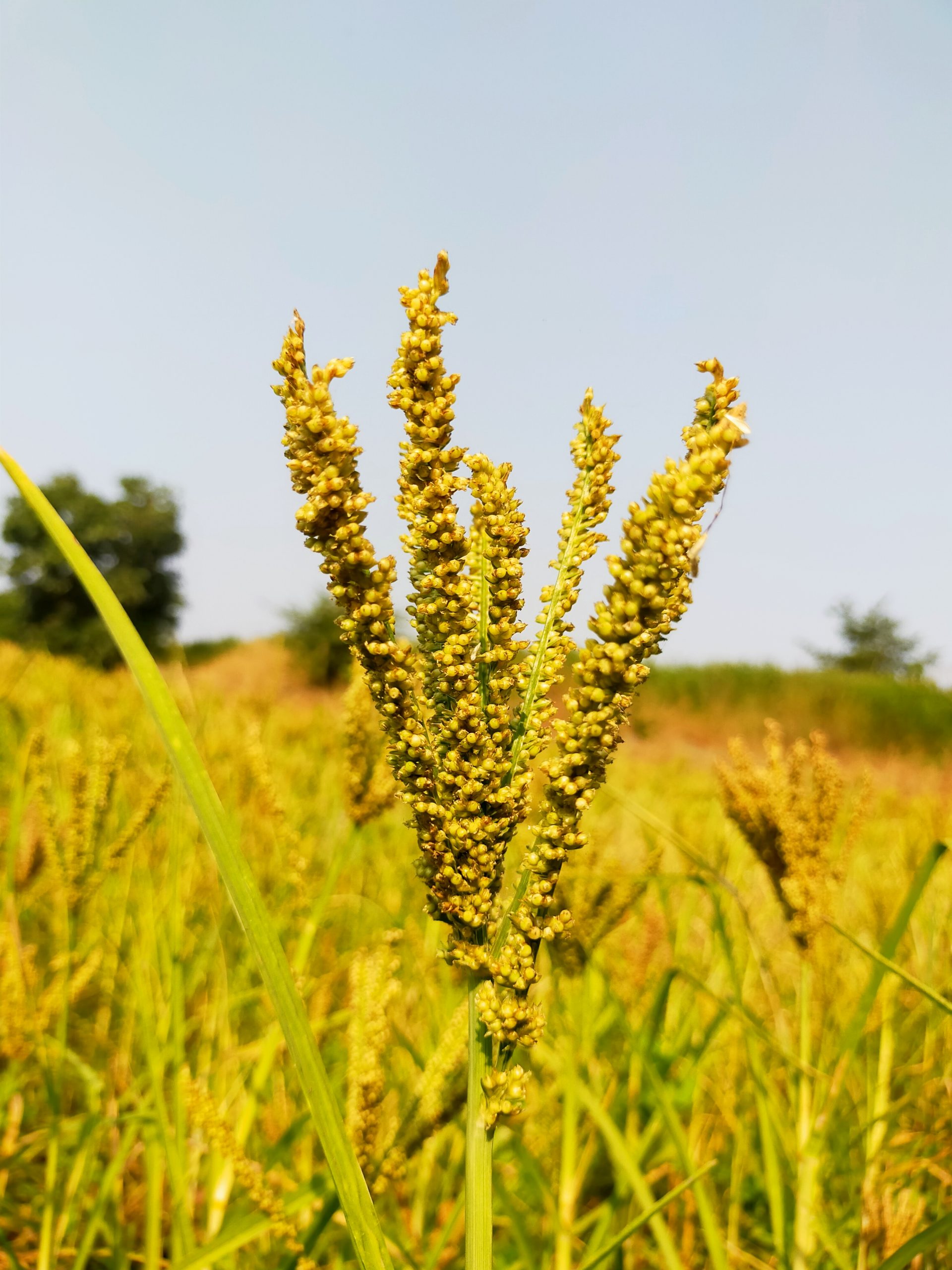 Millet plant seeds