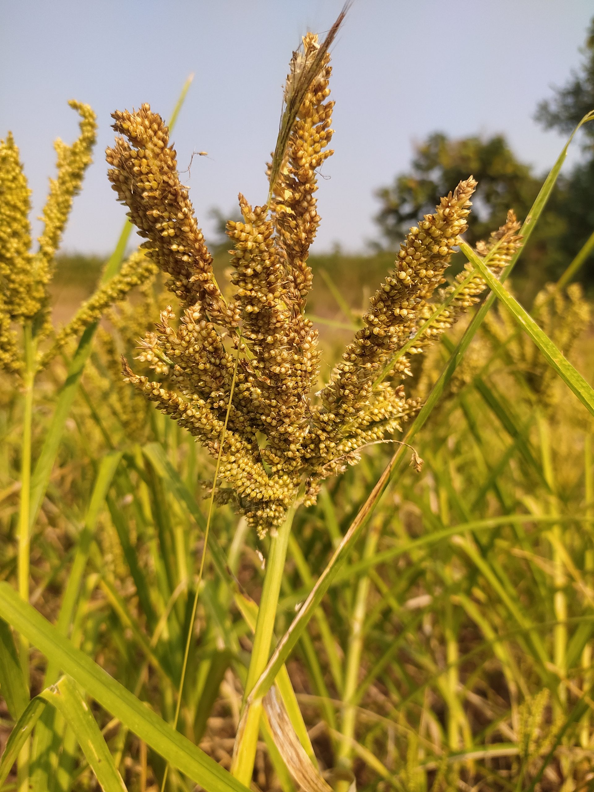 Millet plants in a field