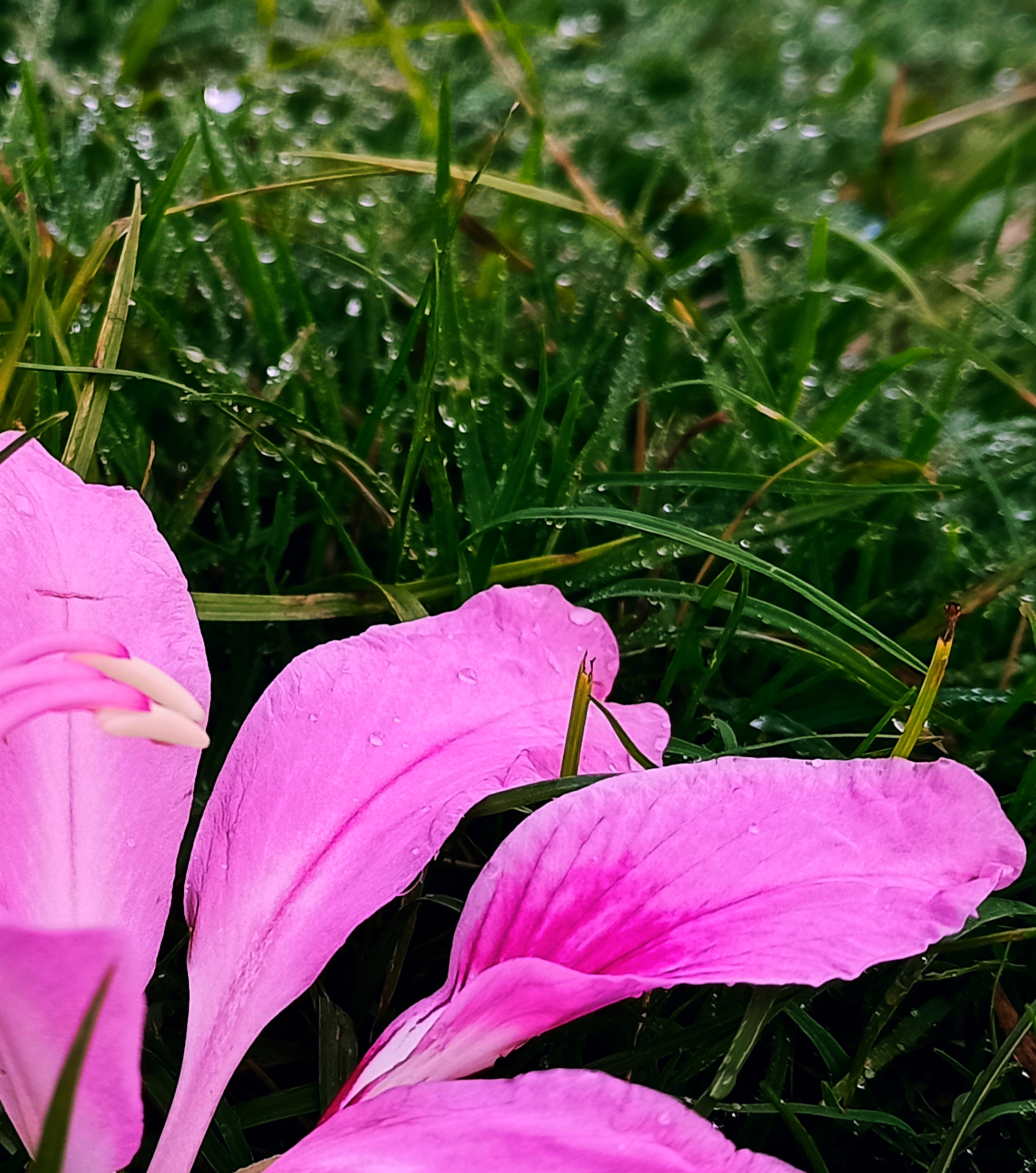 Moisture on flowers and grass