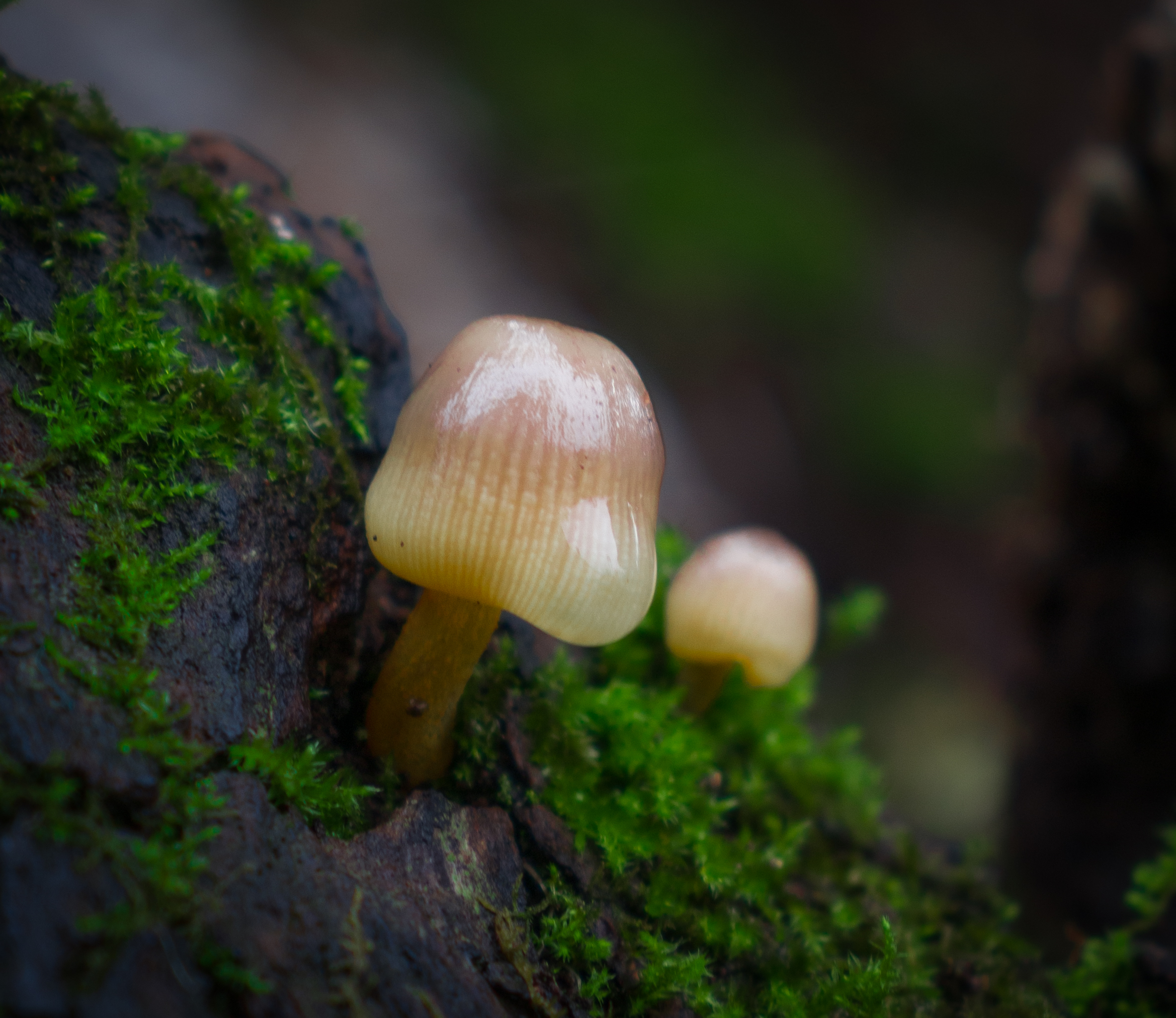 Moisture on mushroom