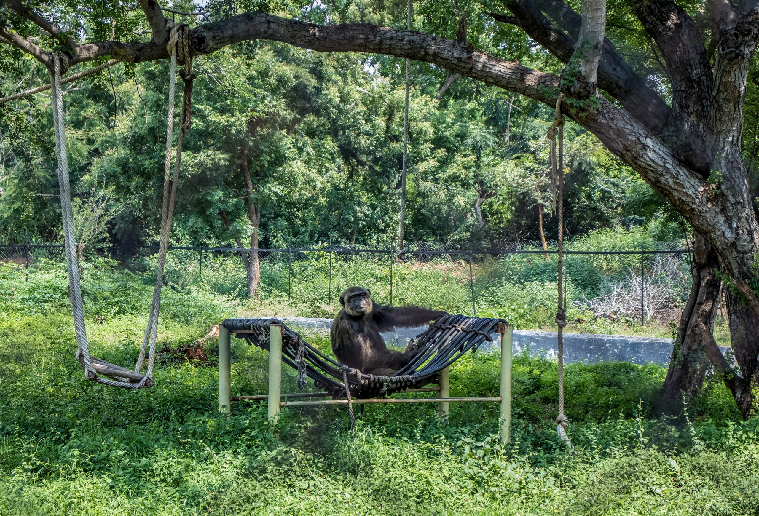 A monkey under a tree