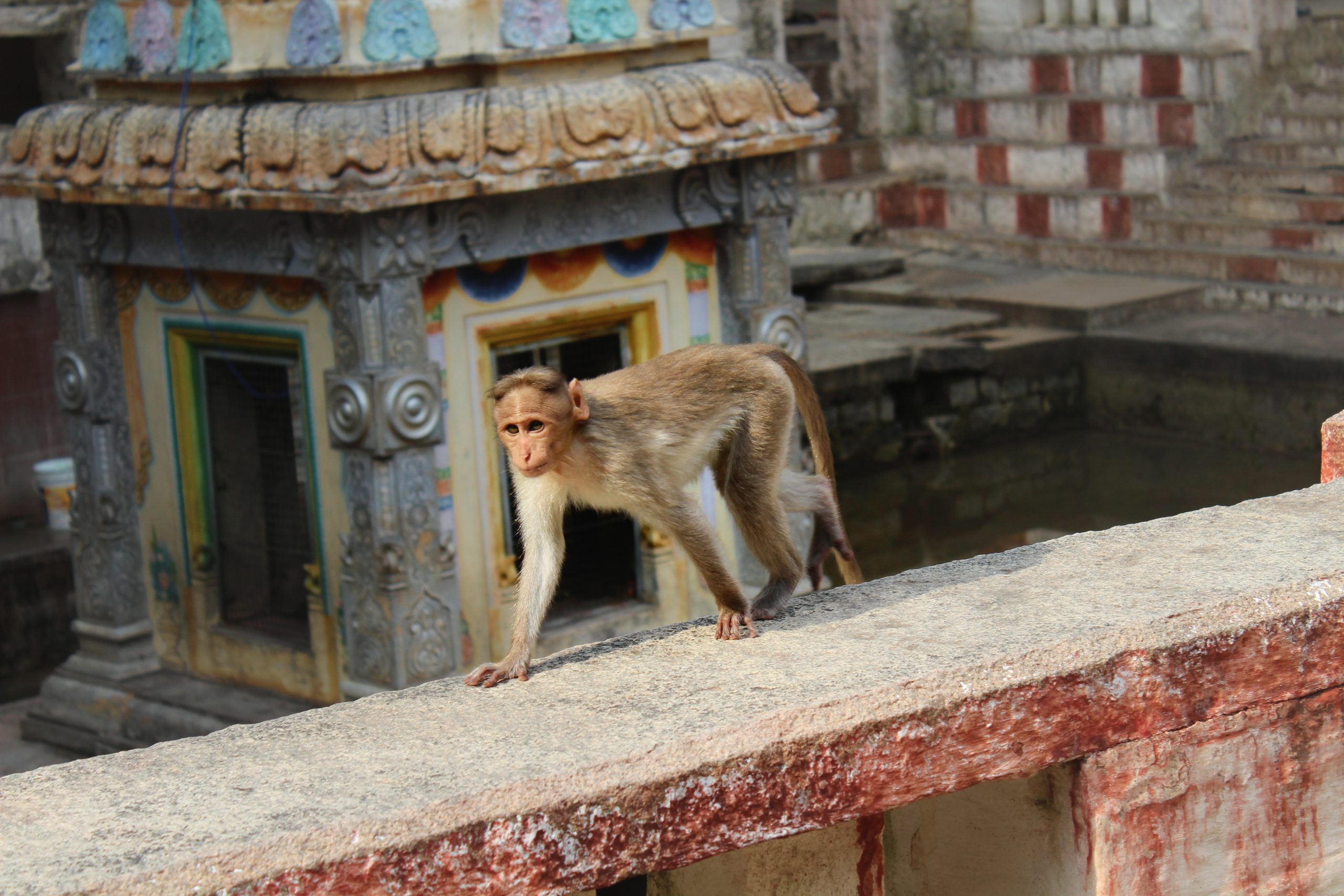 monkey on a wall