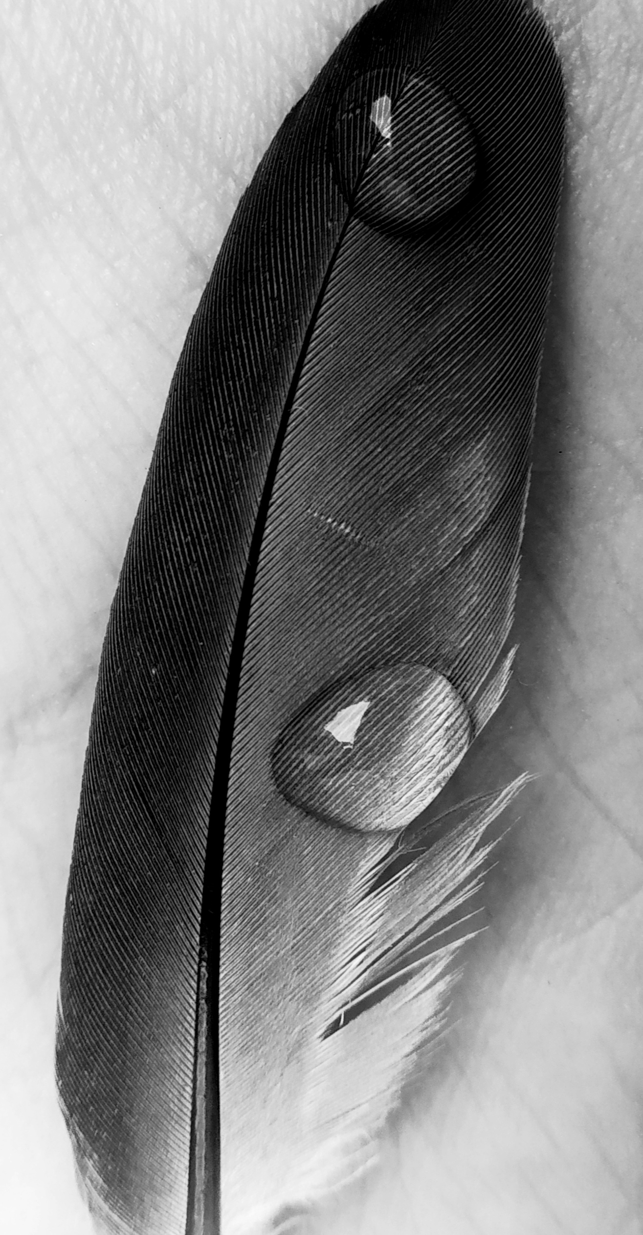 Monochromatic Feather