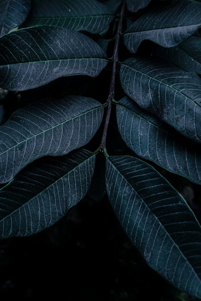 Moody green leaves - PixaHive