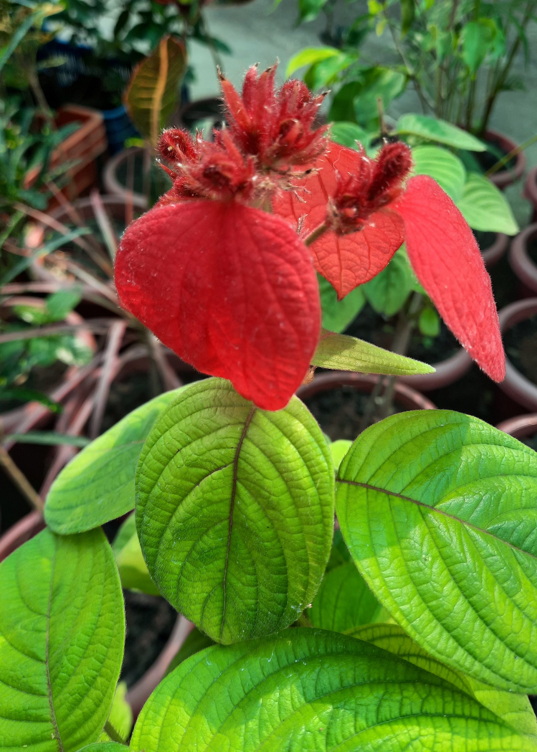 Flowering plant