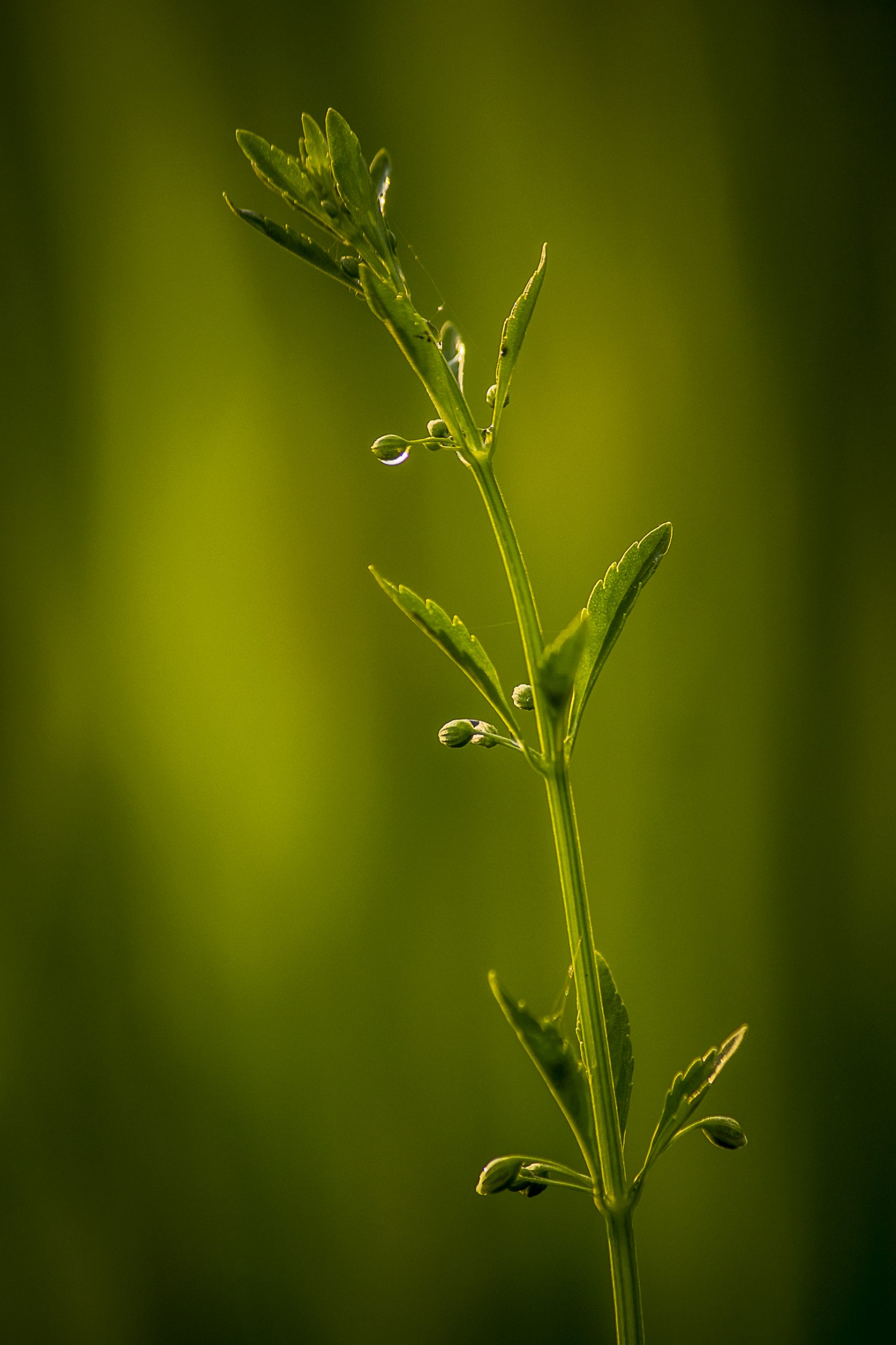 Morning Glory of Grass