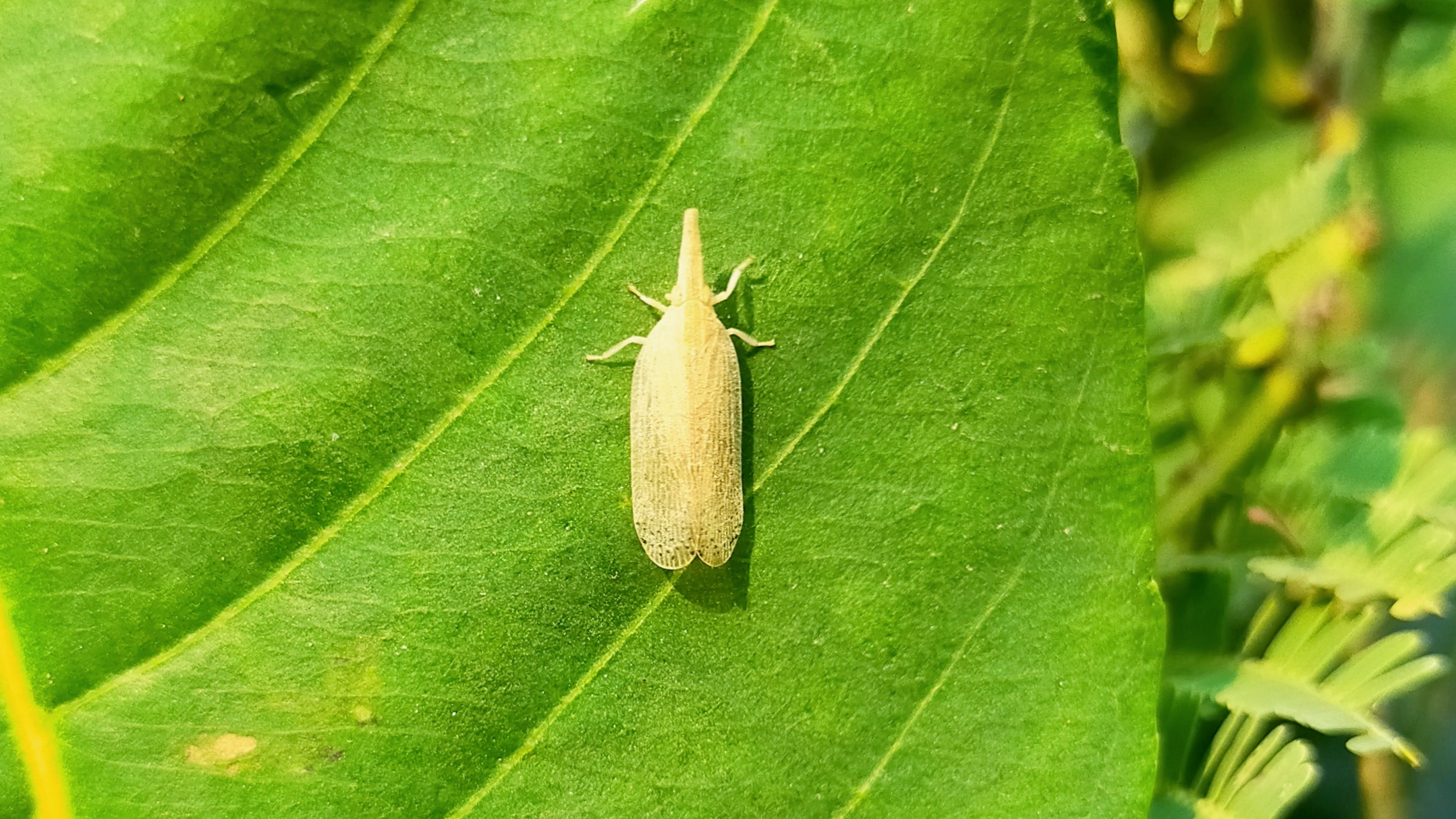 Moth on leaf