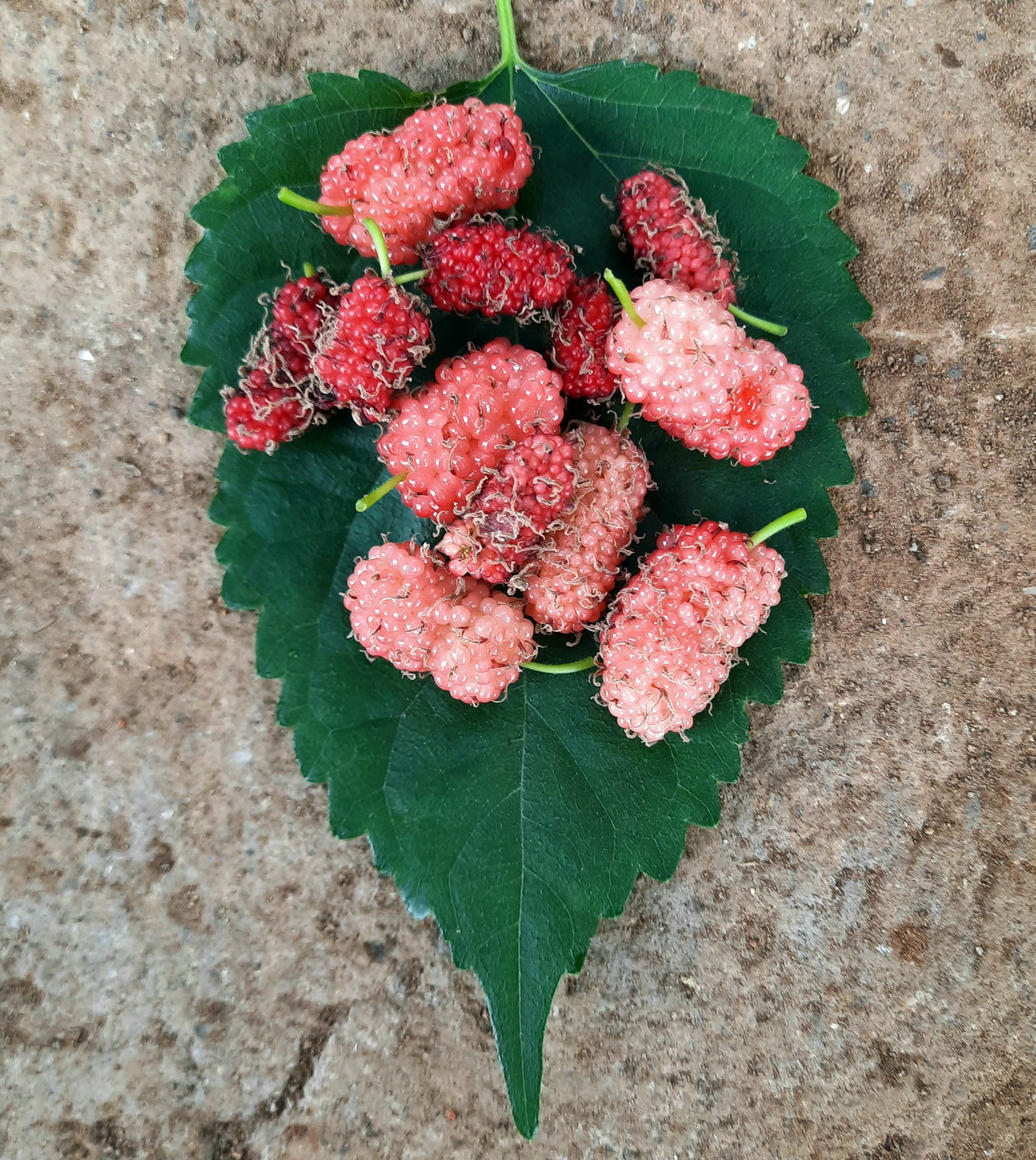 mulberries on a leaf