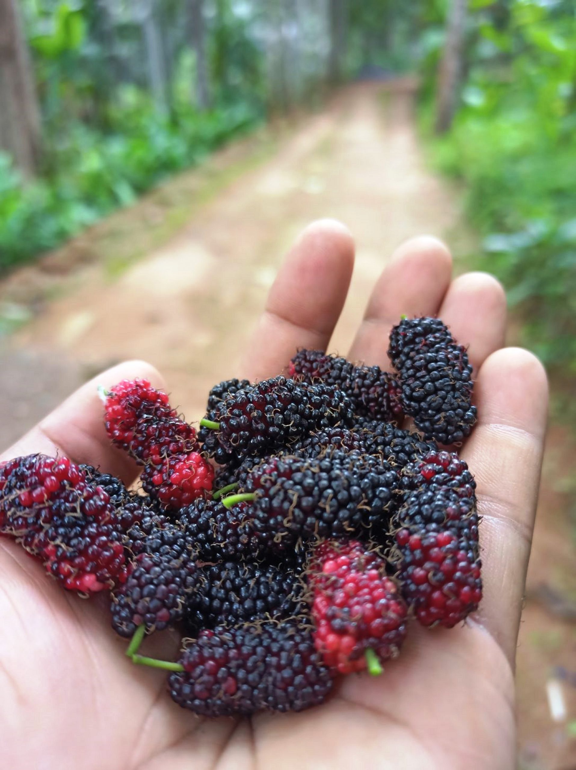 mulberry fruit in hand