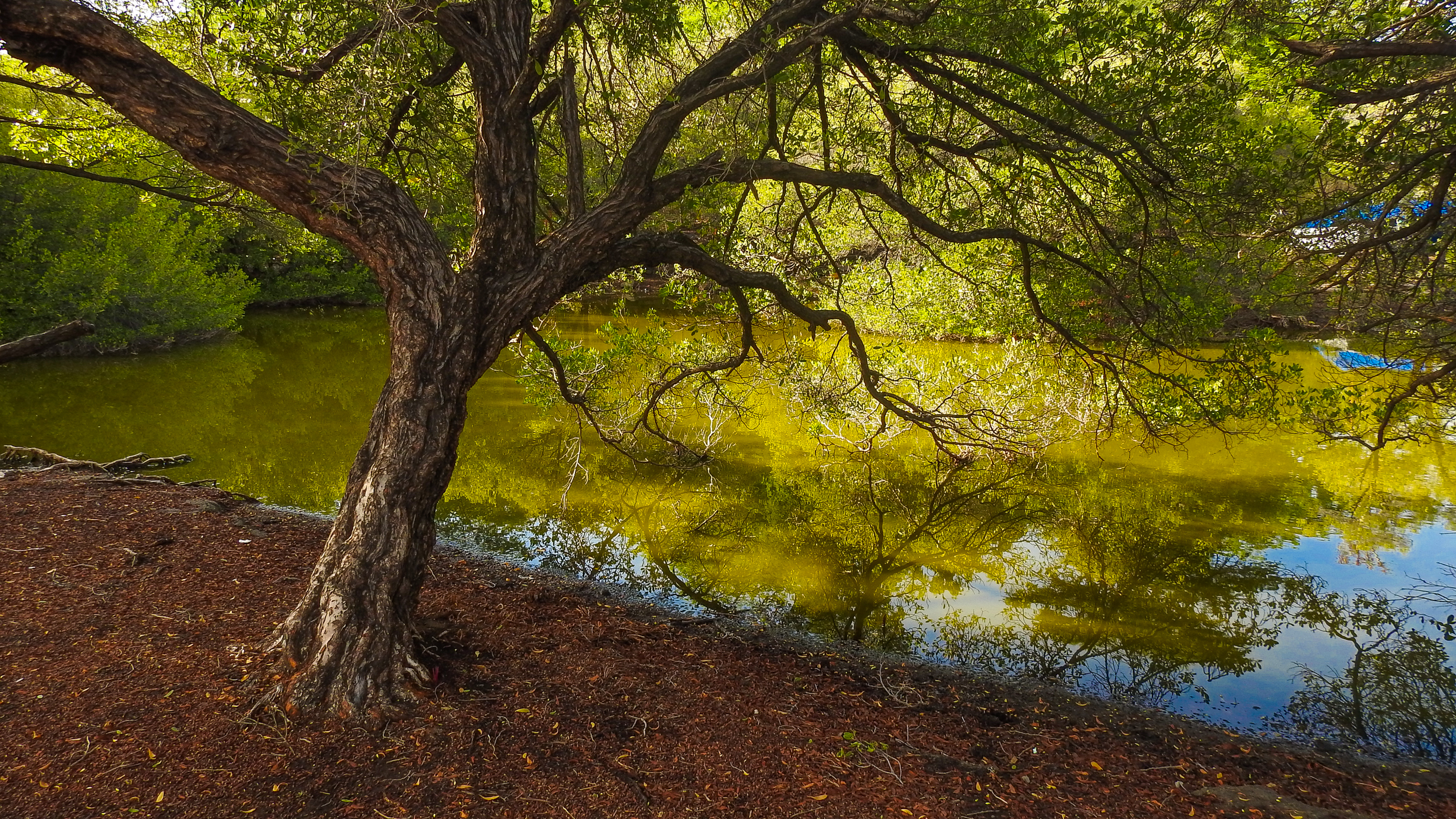 Forest Lake