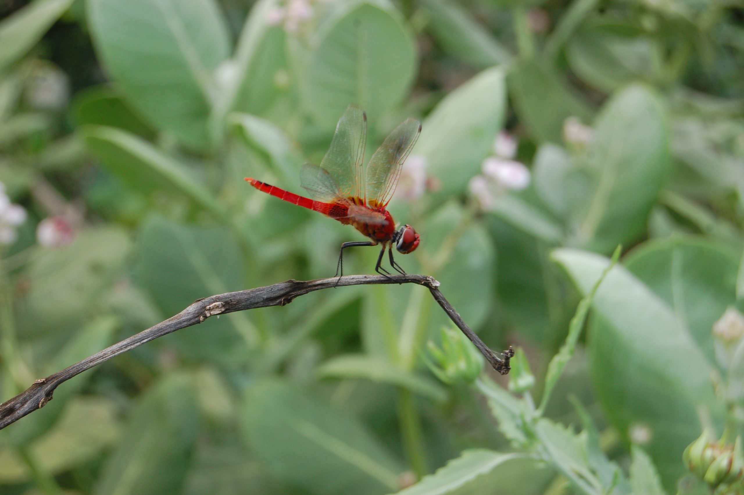 dragonfly on a twig