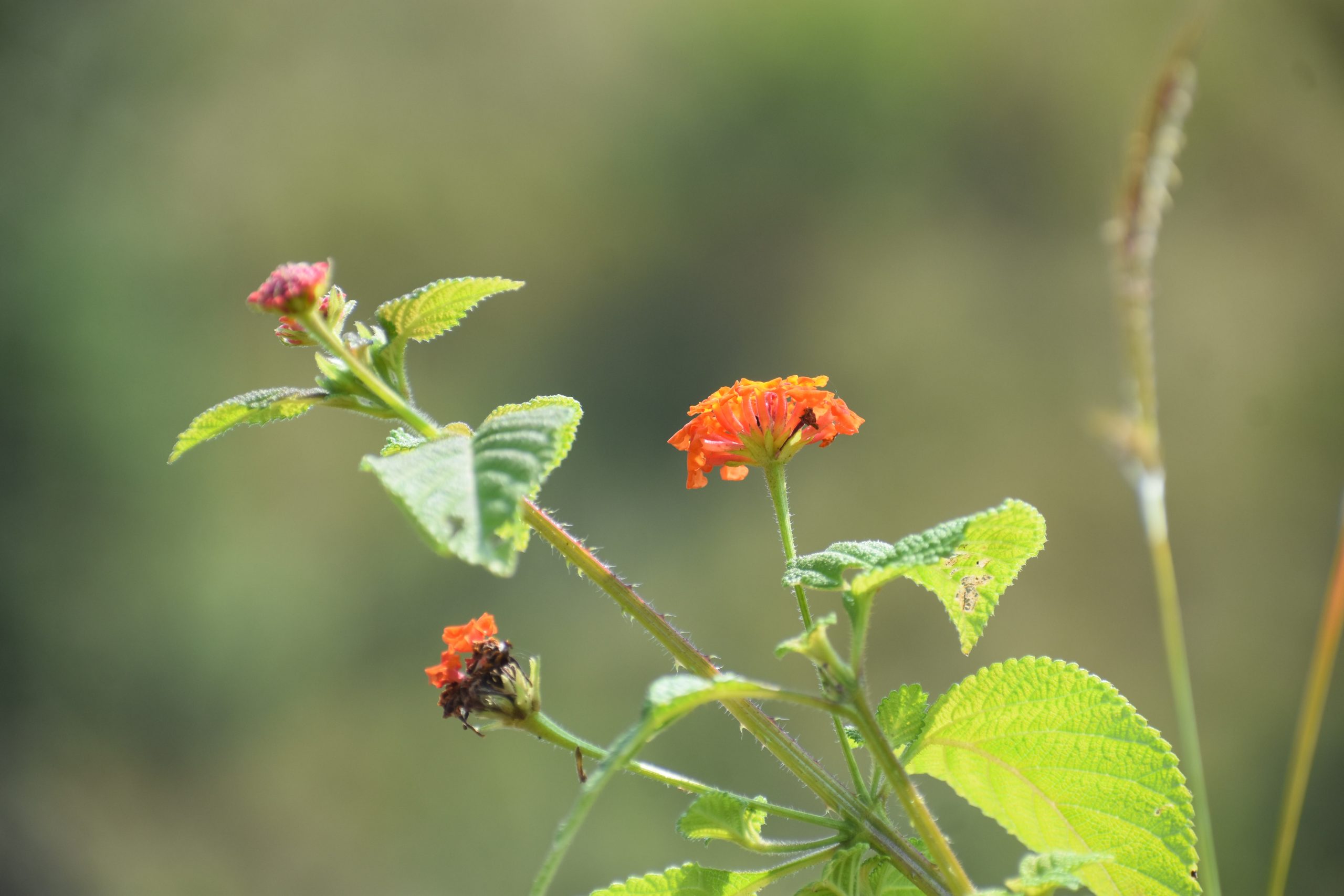 Flowering plant