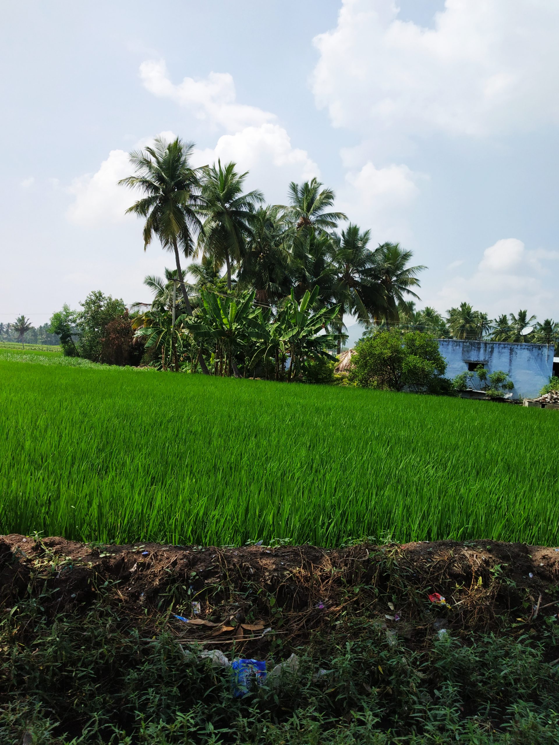 Agriculture field