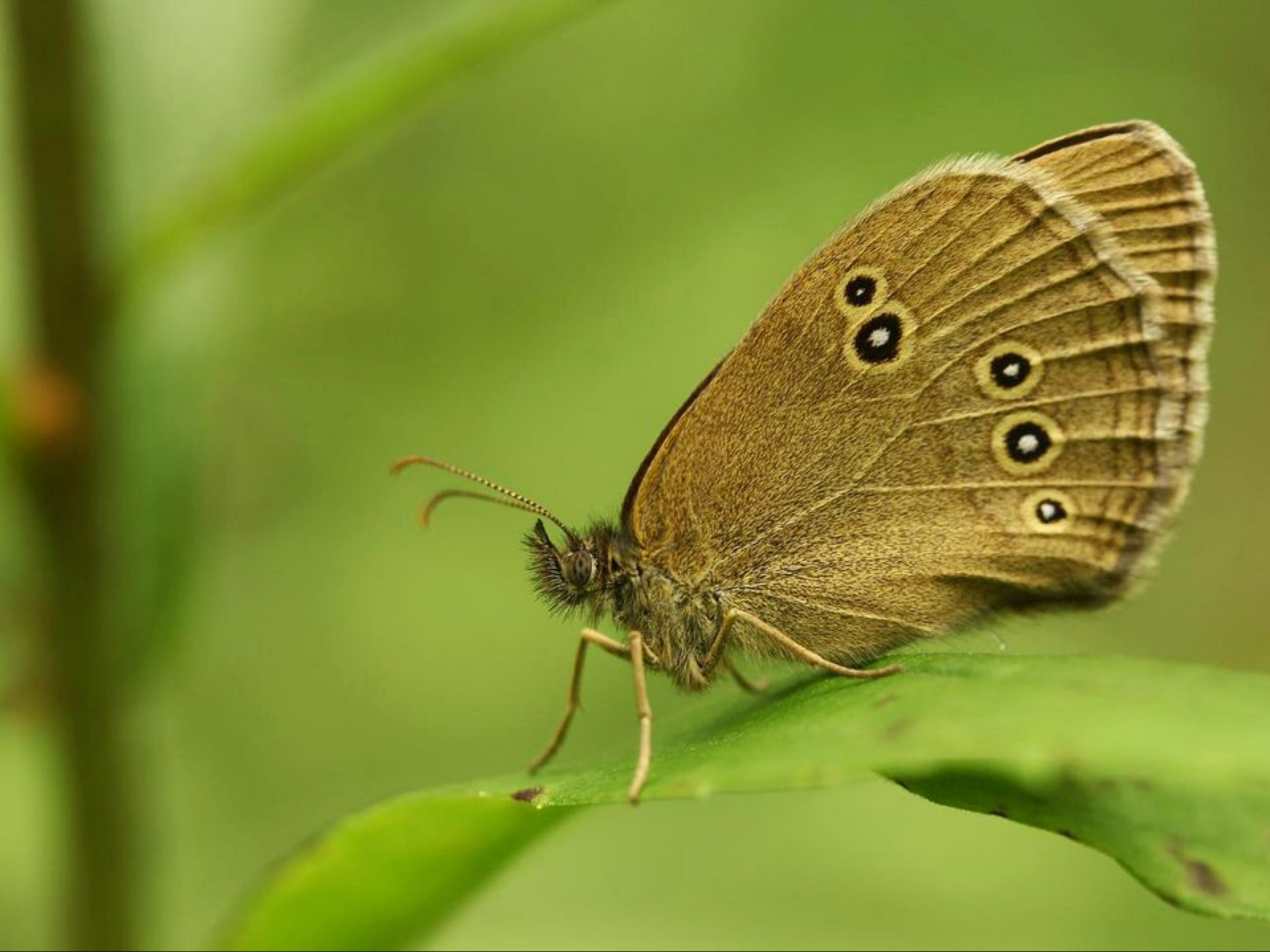 butterfly on a leaf