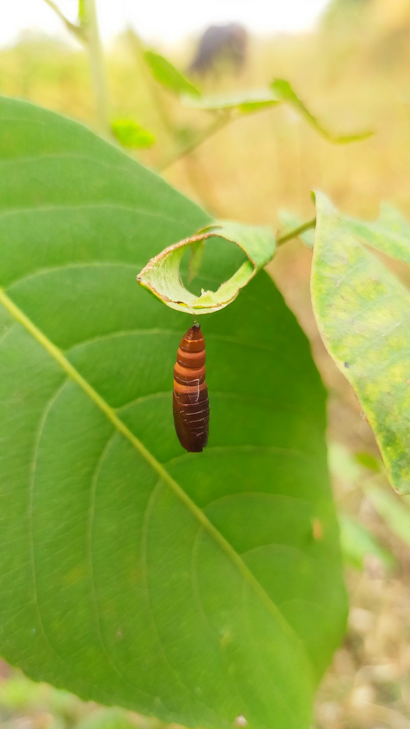 Nest of an insect