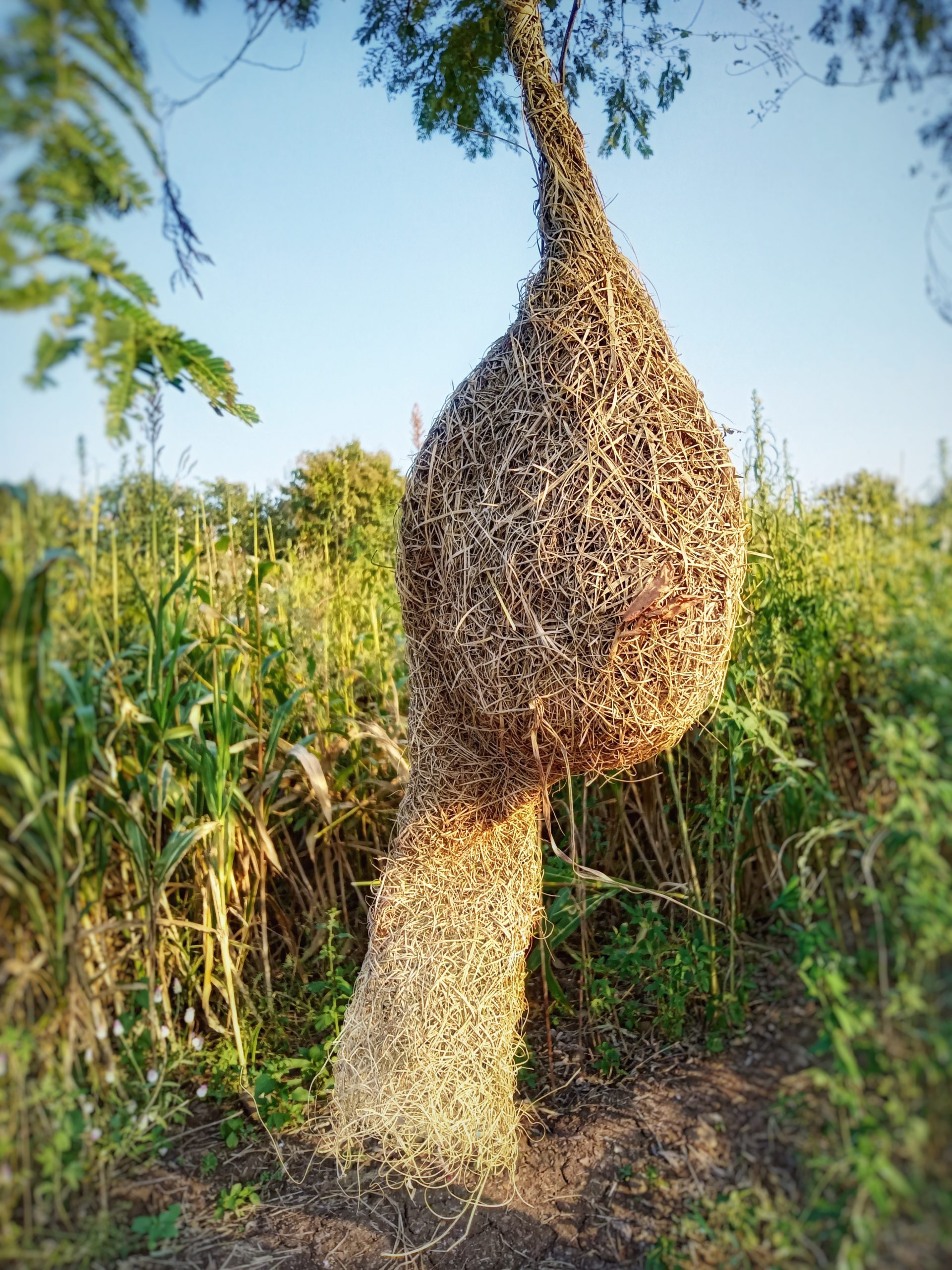 Nest of a bird