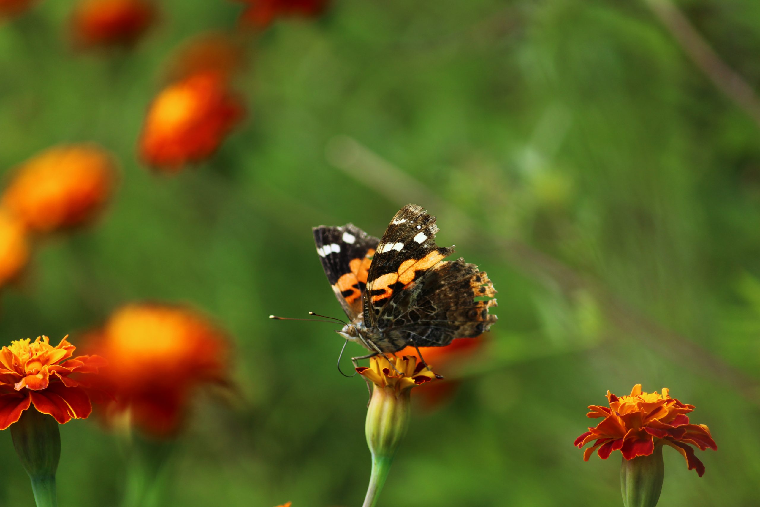 butterfly on flower