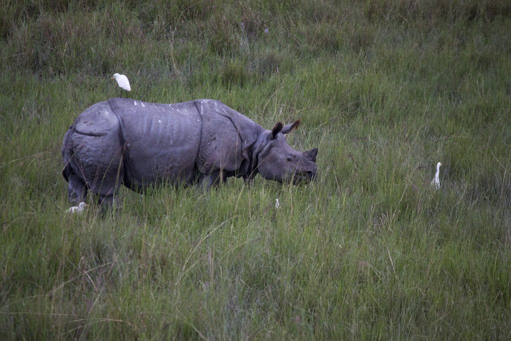 One-horned Rhinoceros - PixaHive