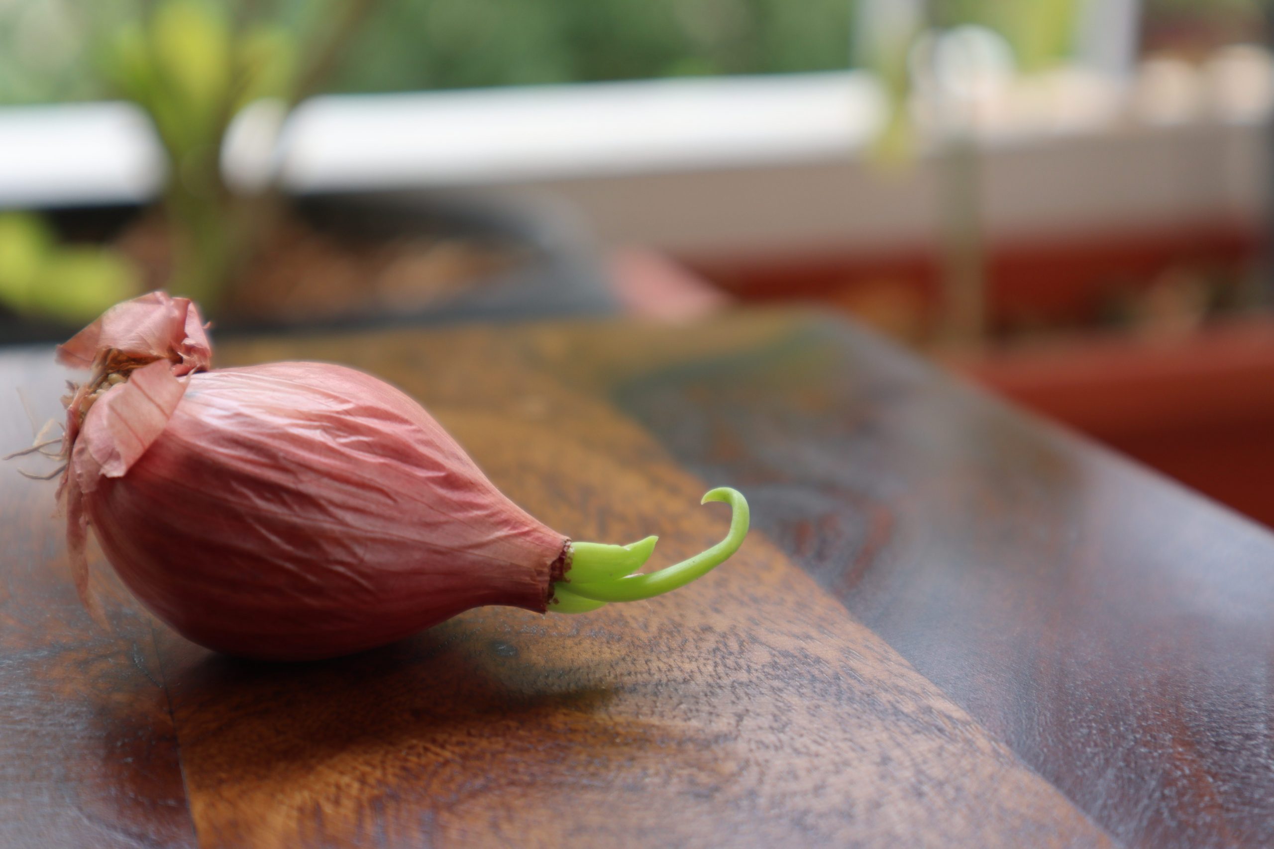 Onion sprout on a table