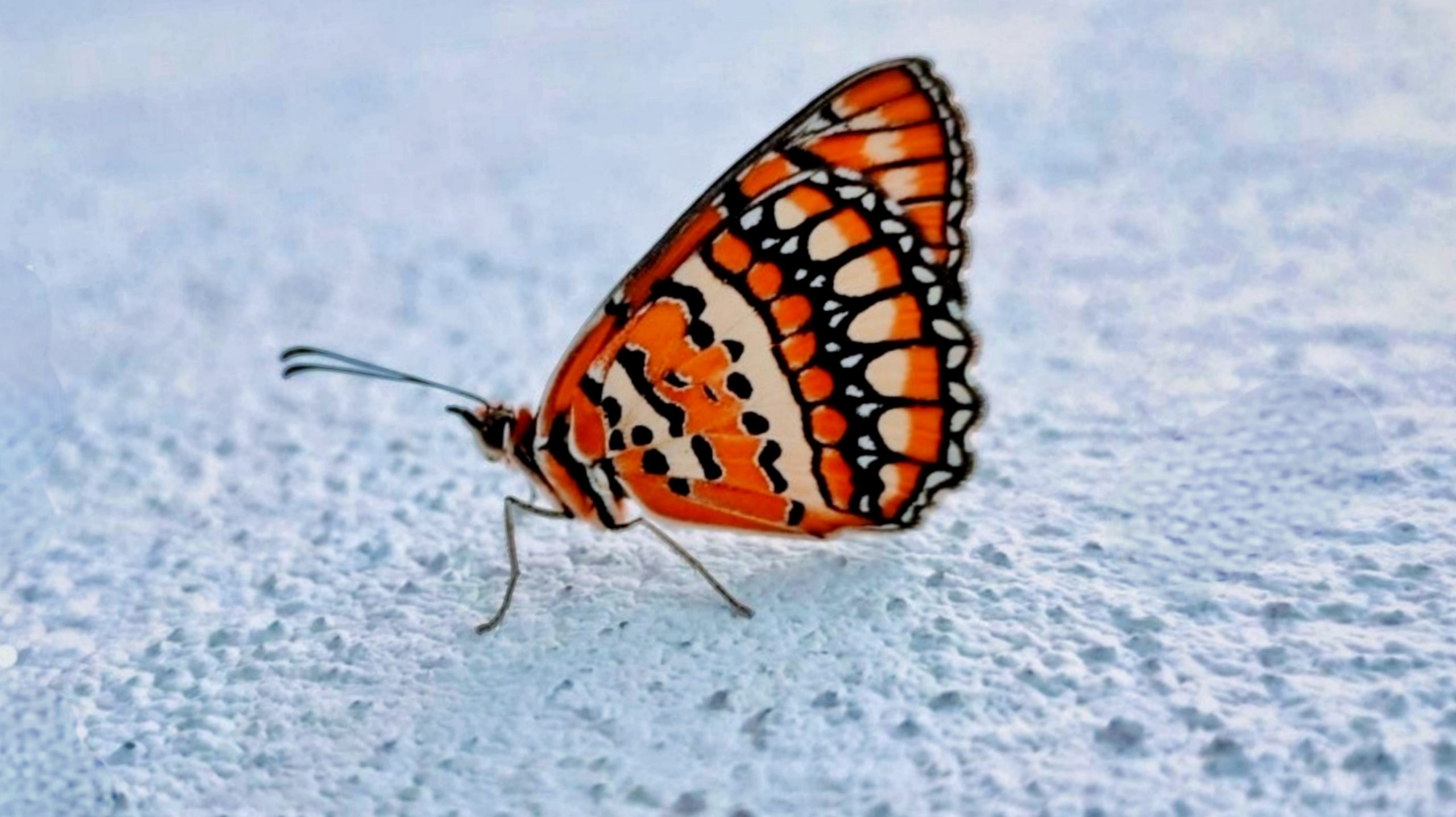 Orange Winged Butterfly