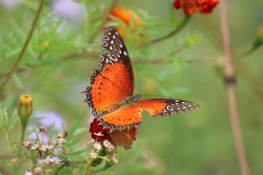 Orange And Black Butterflies Spreading Its Wings PixaHive   Orange And Black Butterflies Spreading Its Wings 176063 Pixahive 1024x683 