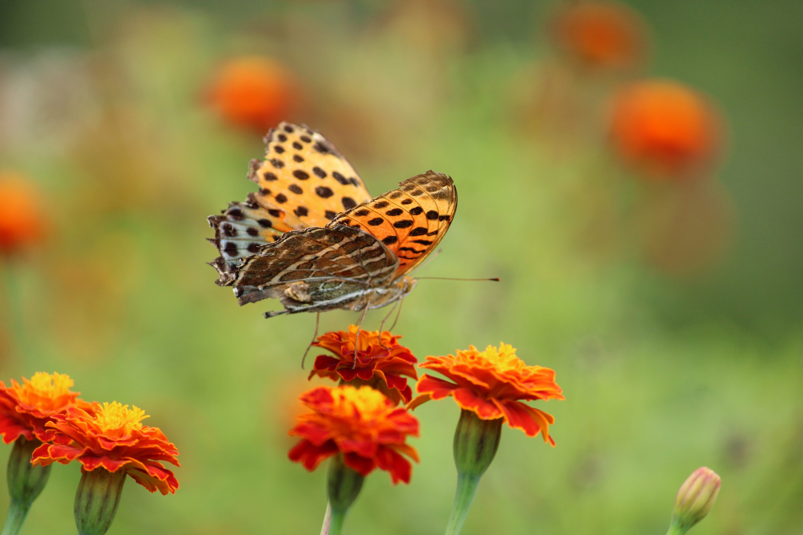 butterfly on flower