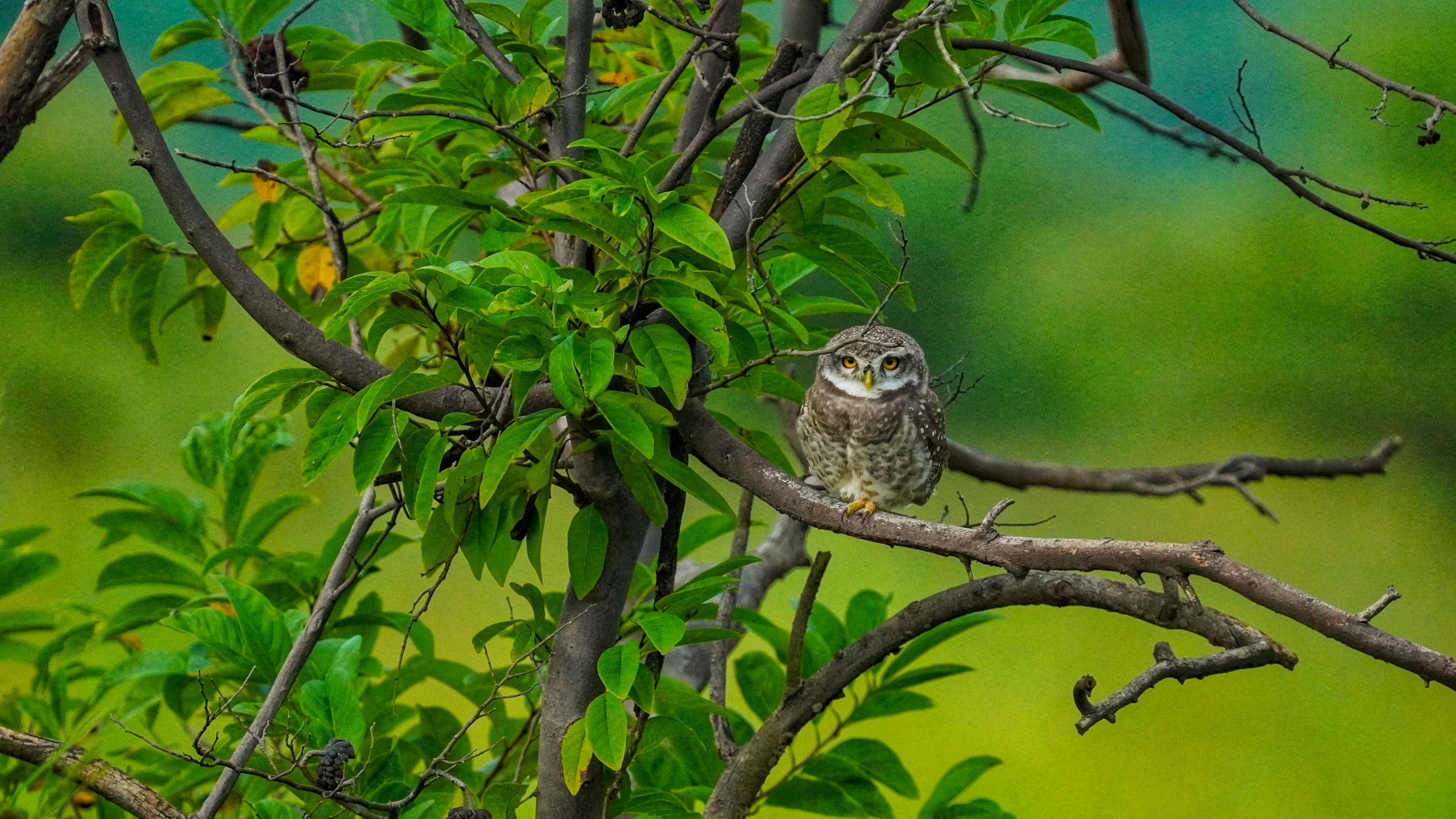Owl sitting on tree